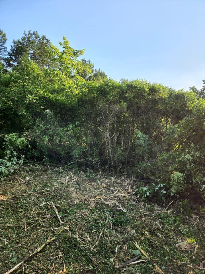 A sunny clearing in a wooded area. Green brush and trees are visible, with some cut grass and debris in the foreground.
