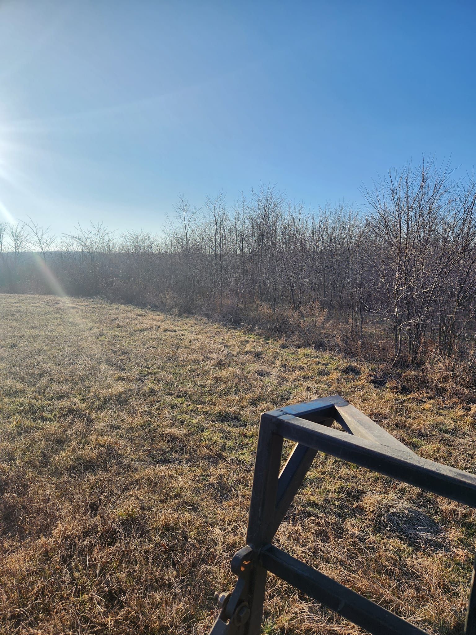 A sunny field with brown grass and a line of leafless bushes under a bright blue sky.