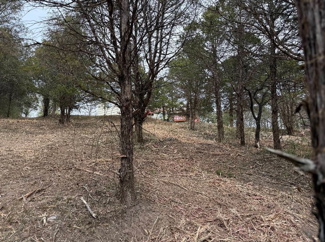 A grove of trees on a hillside covered in dry leaves. The sky is overcast.