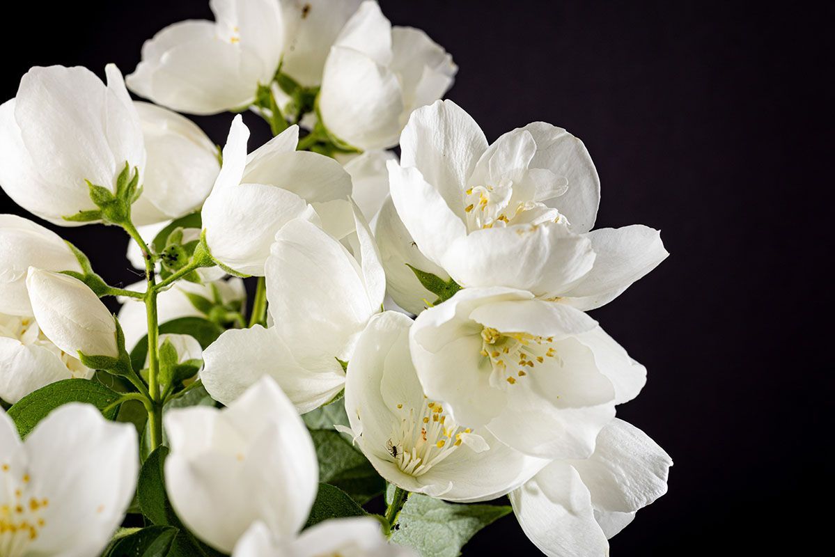 White peonies on a white surface, with green stems and leaves.