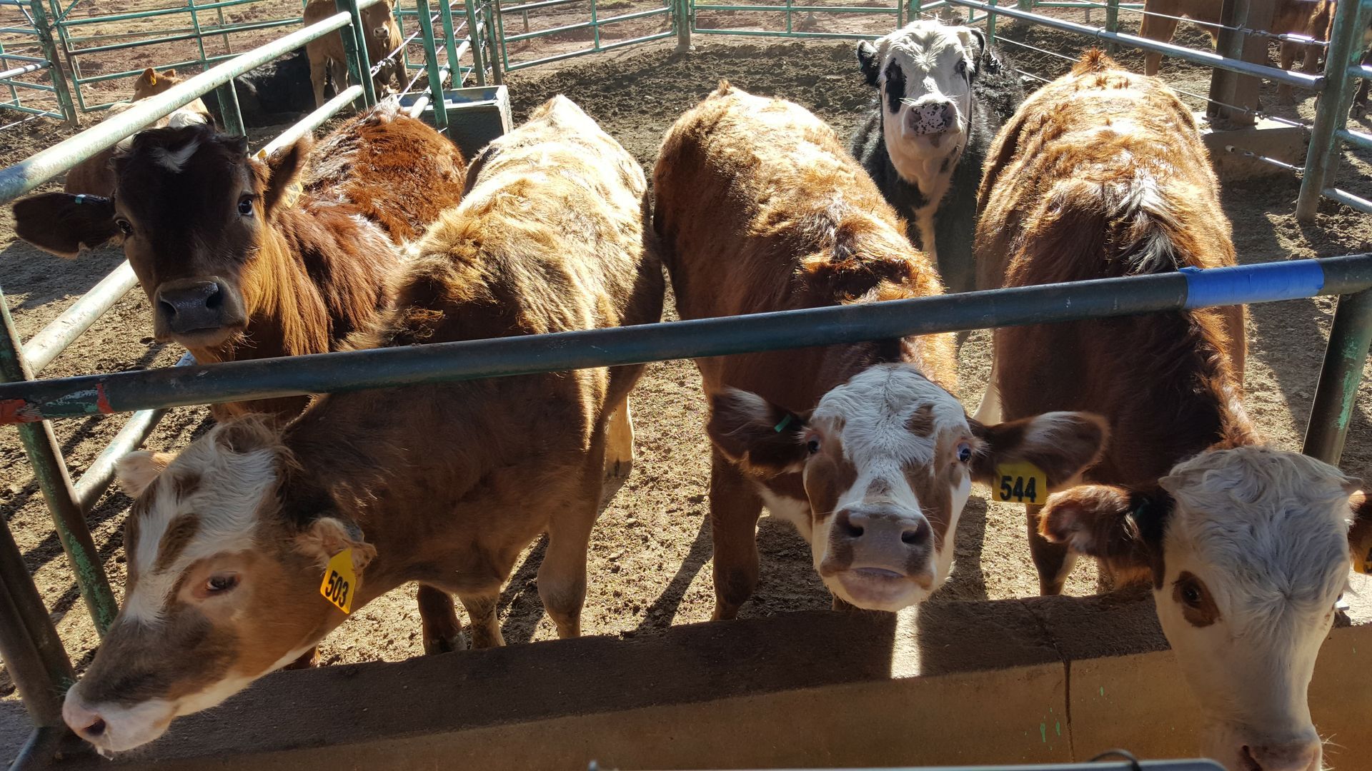 Cattle gathered at a metal trough, looking towards the camera. They are various shades of brown and white.