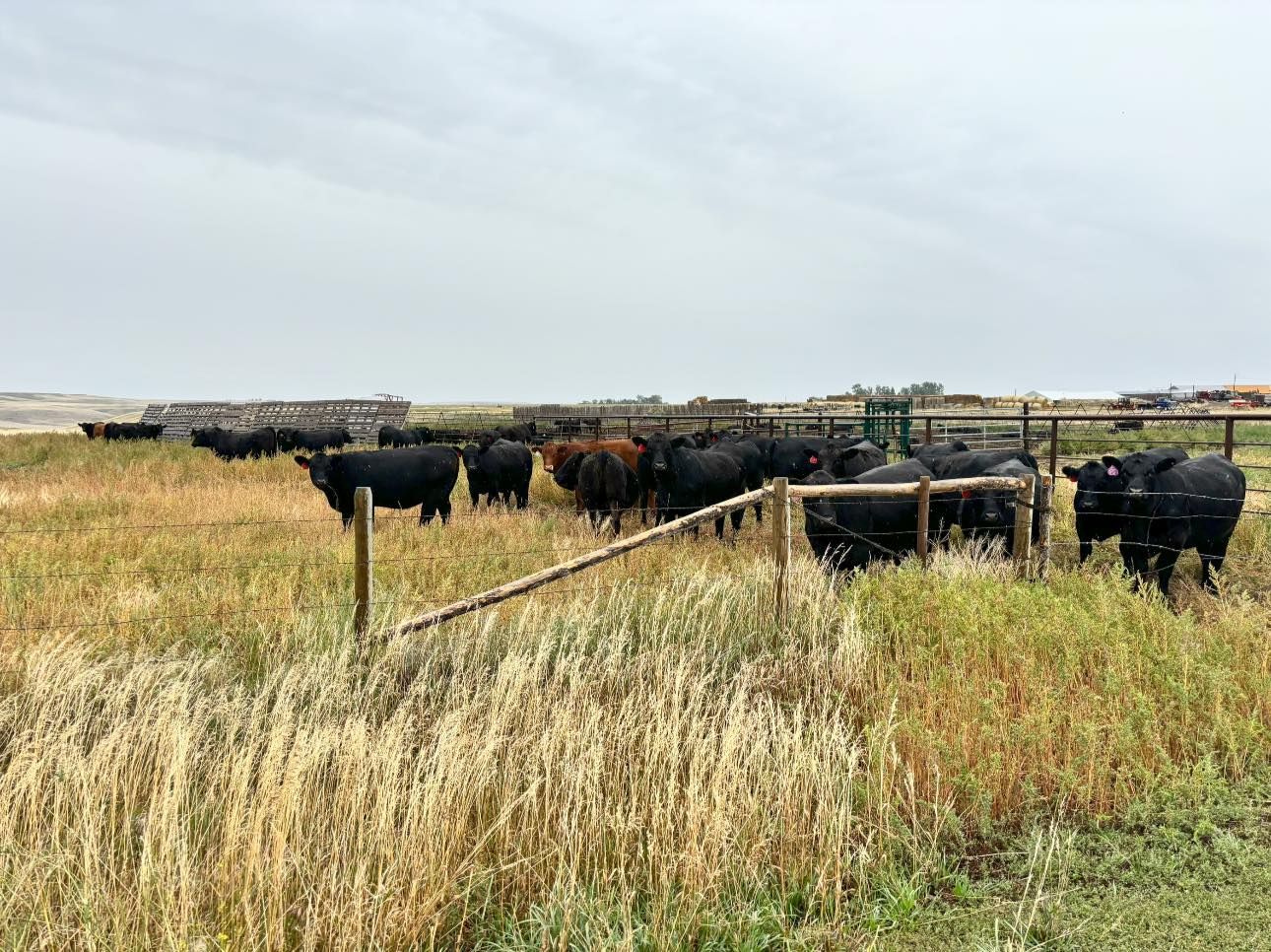 Cattle graze in a field, some behind a wooden fence, under a cloudy sky.