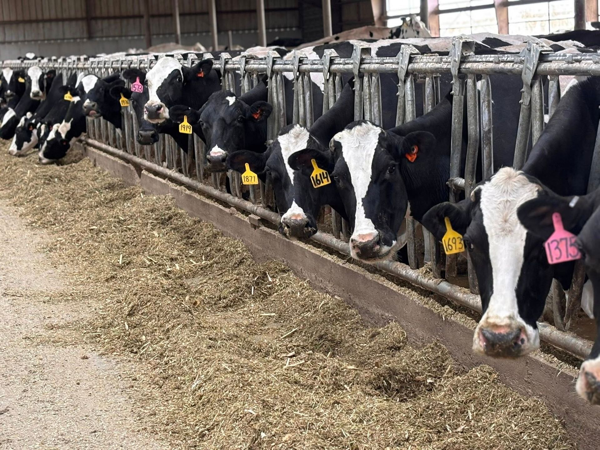 Cows with black and white markings eating feed in a barn; each has a yellow or pink ear tag.