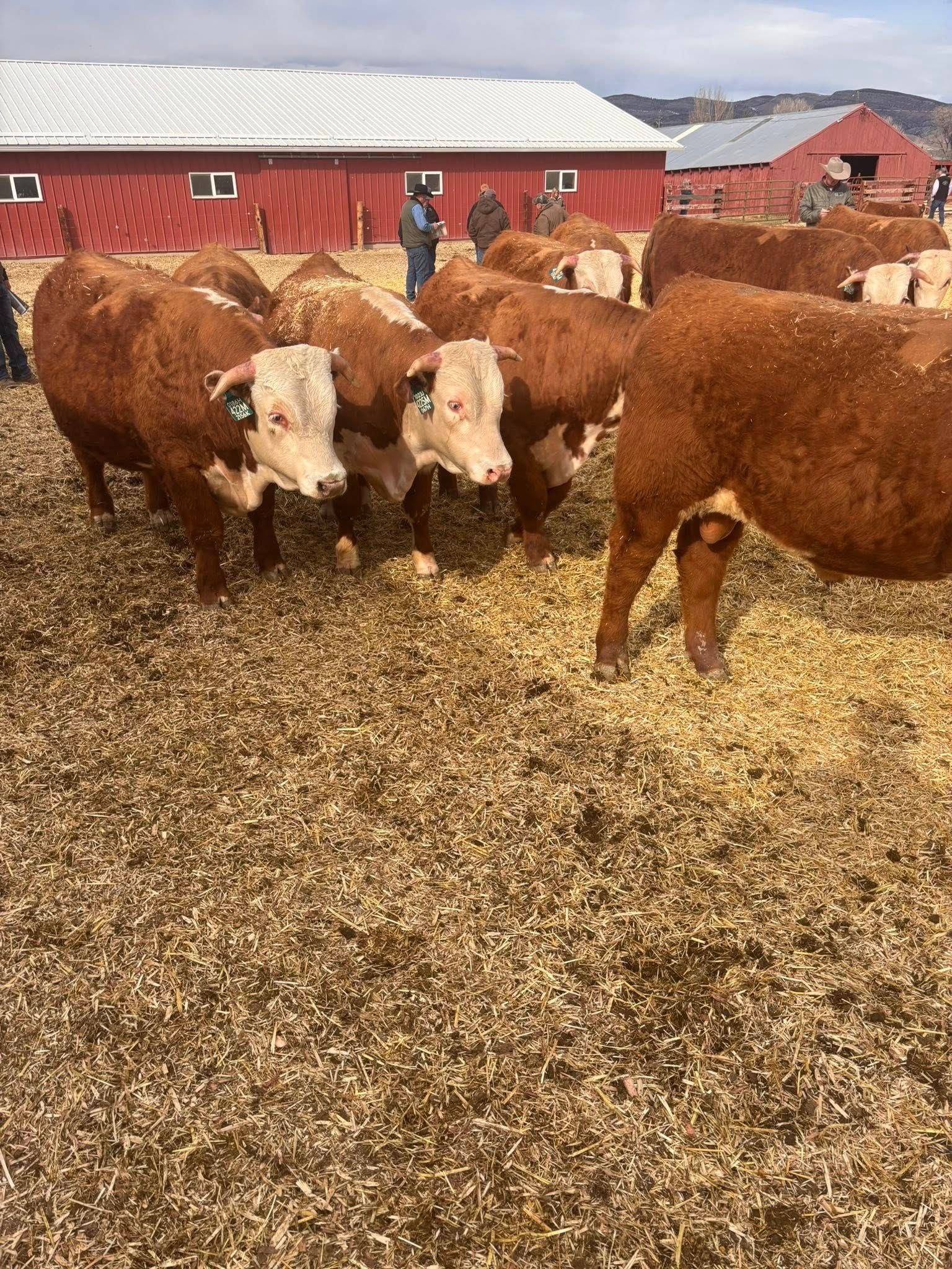 Cattle standing in a pen with people in the background, near a red barn.