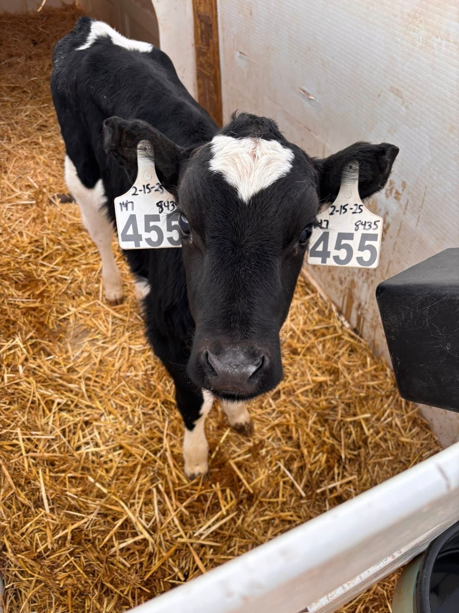 Black and white calf with heart-shaped marking on its forehead, wearing ear tags, standing in a straw-filled pen.
