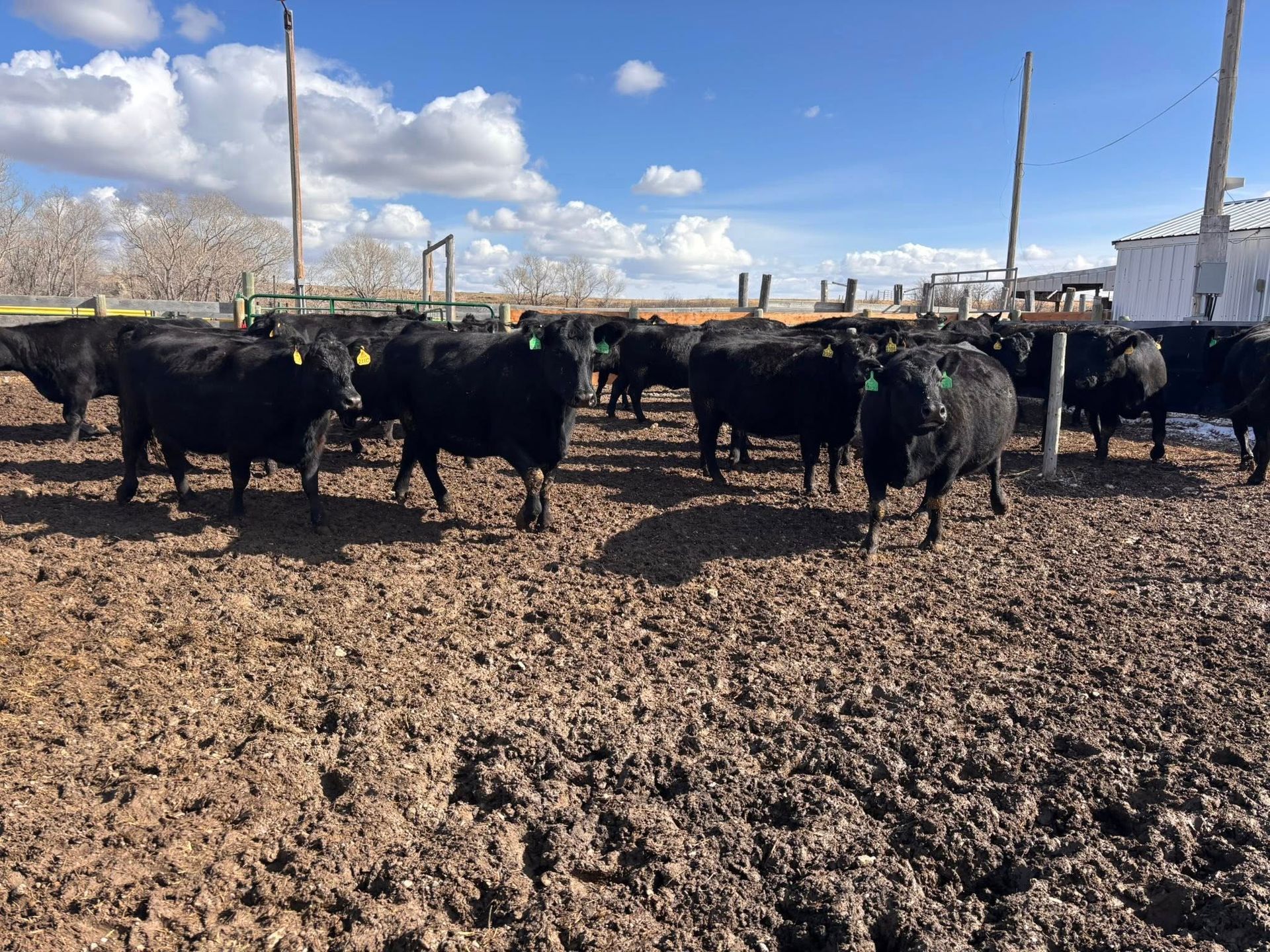 Black cattle in a muddy pen on a sunny day, wooden posts in background.