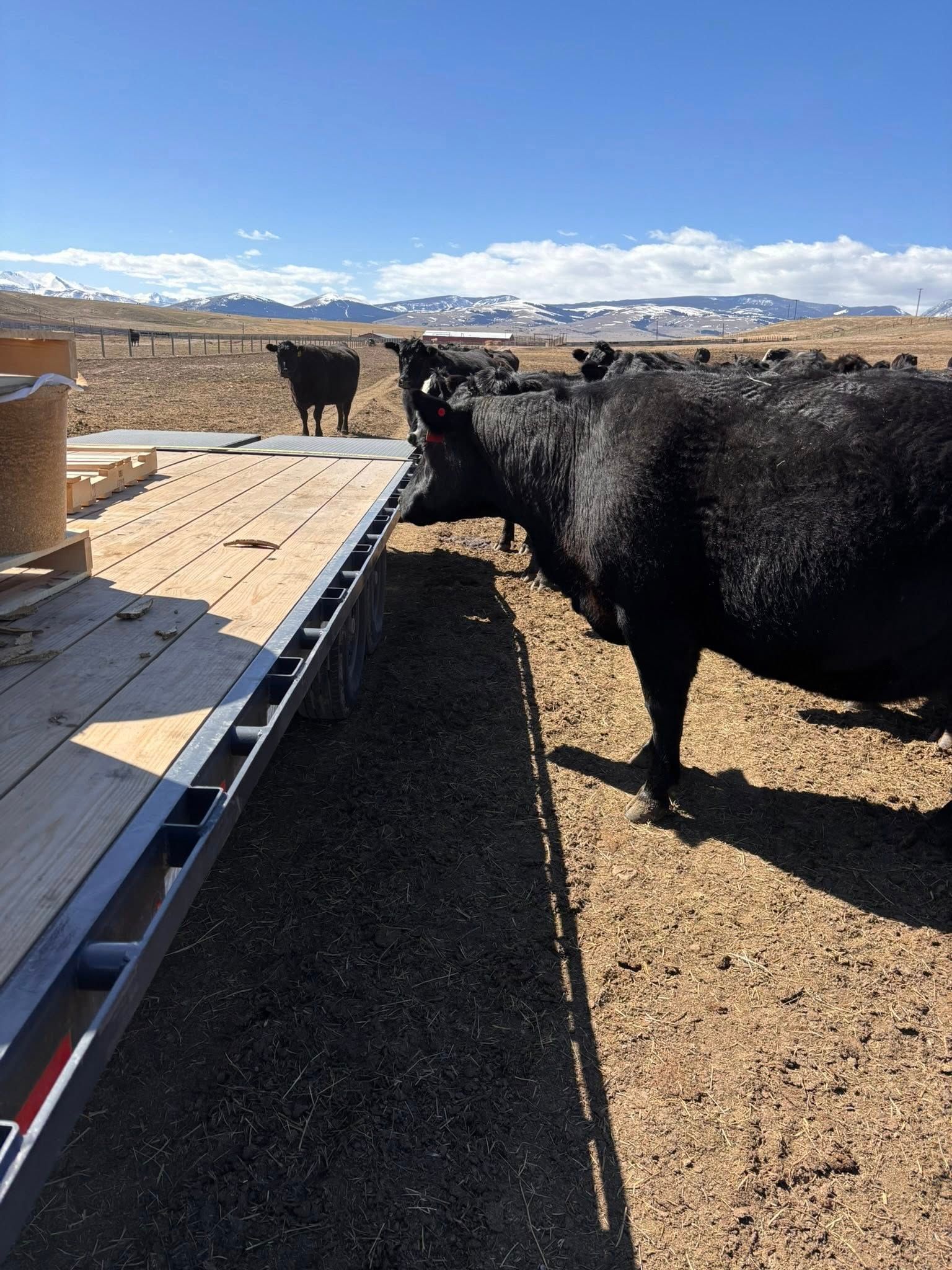 Cows gather at a black feed trough on a trailer in a field on a sunny day with snowy mountains in the background.