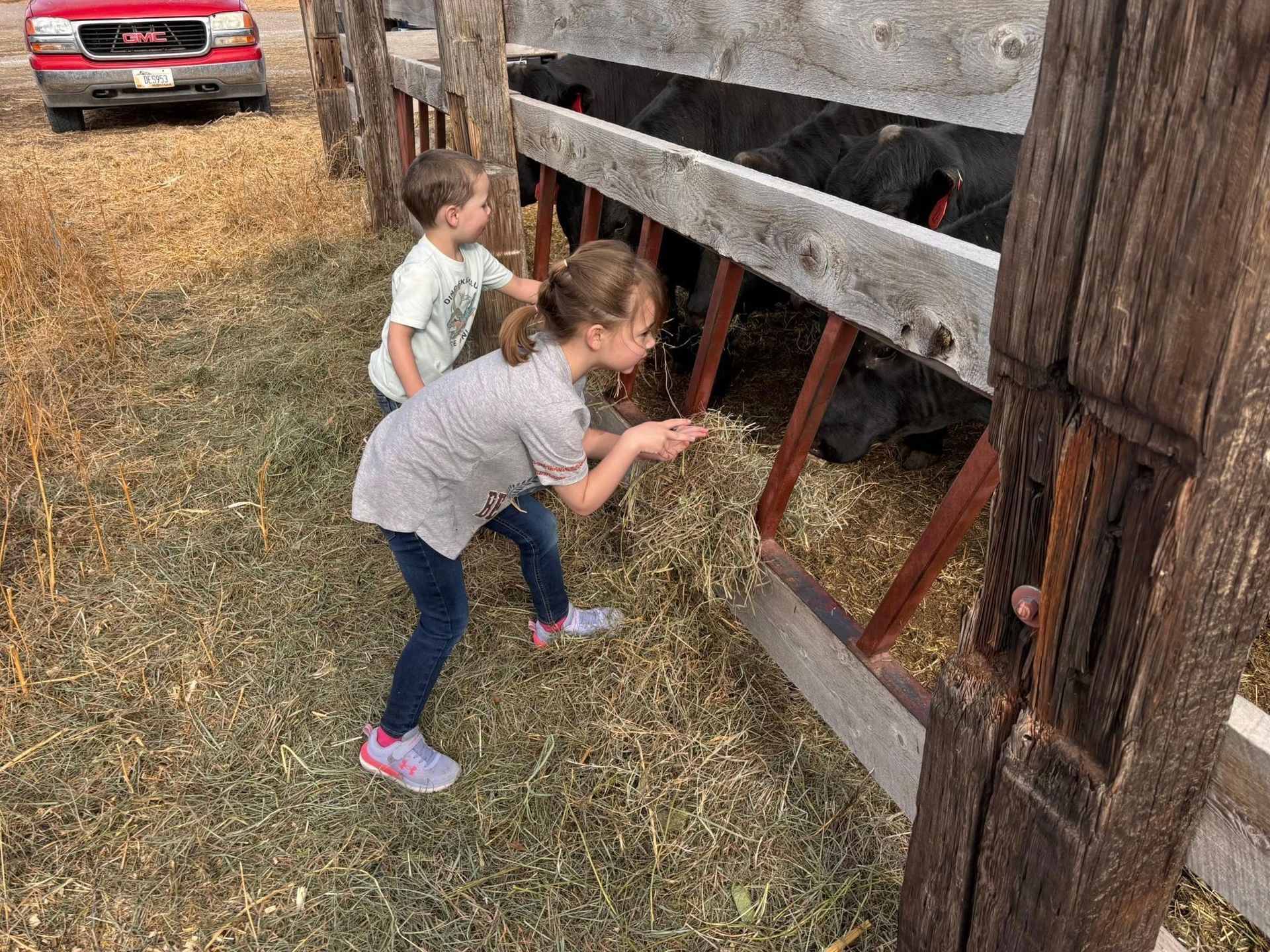 Two children feeding hay to cattle at a wooden feeder.