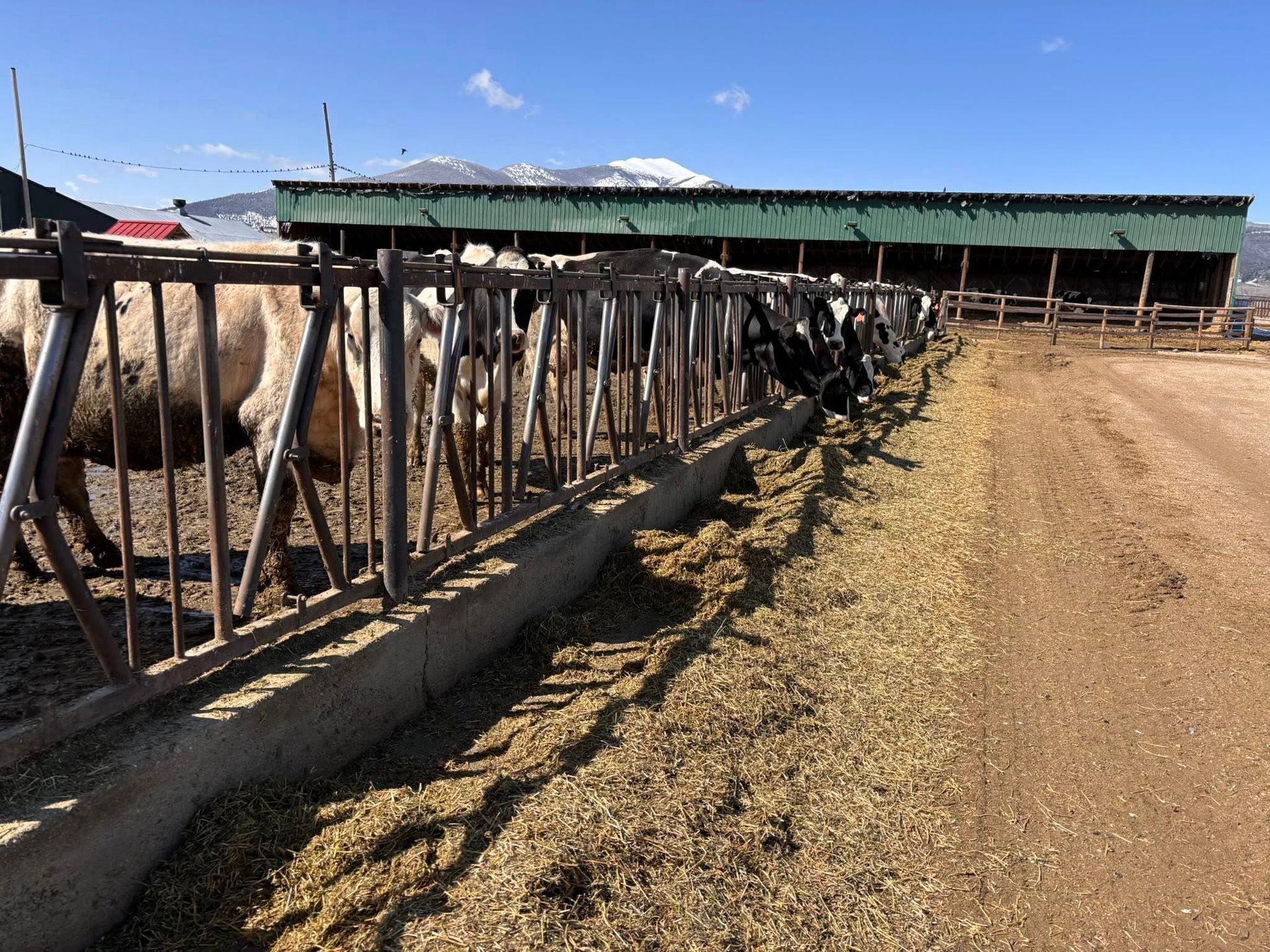 Cows eating from a feed trough at a farm with a roofed structure and mountains in the background.