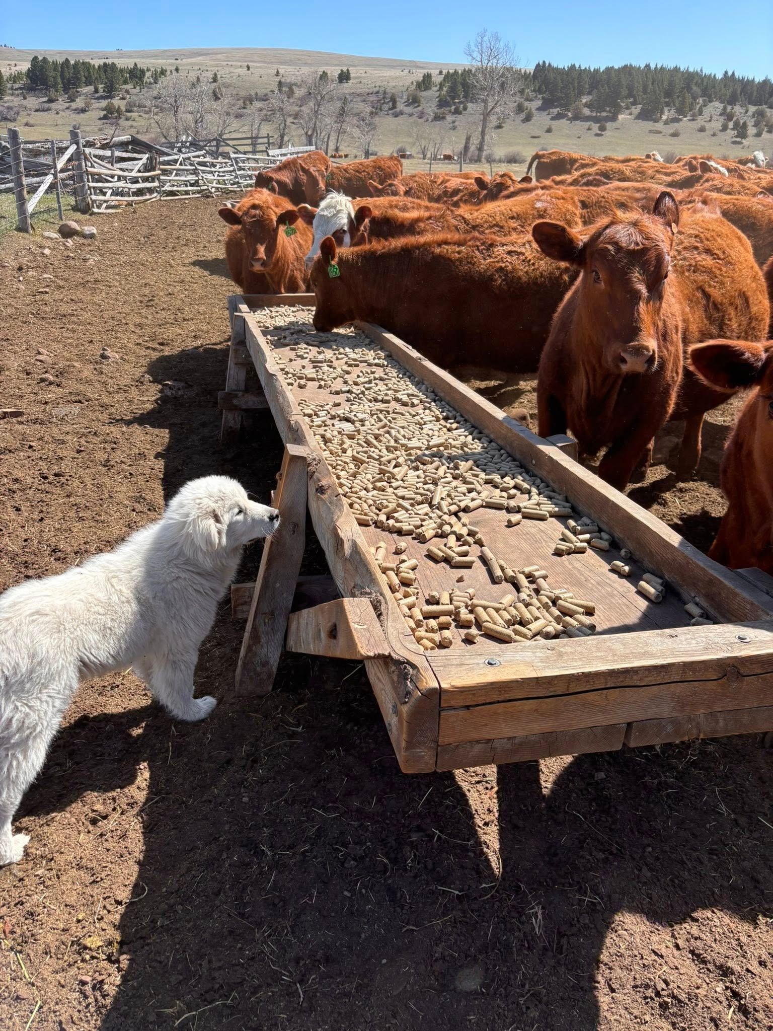 White dog sniffing food trough with brown cattle.