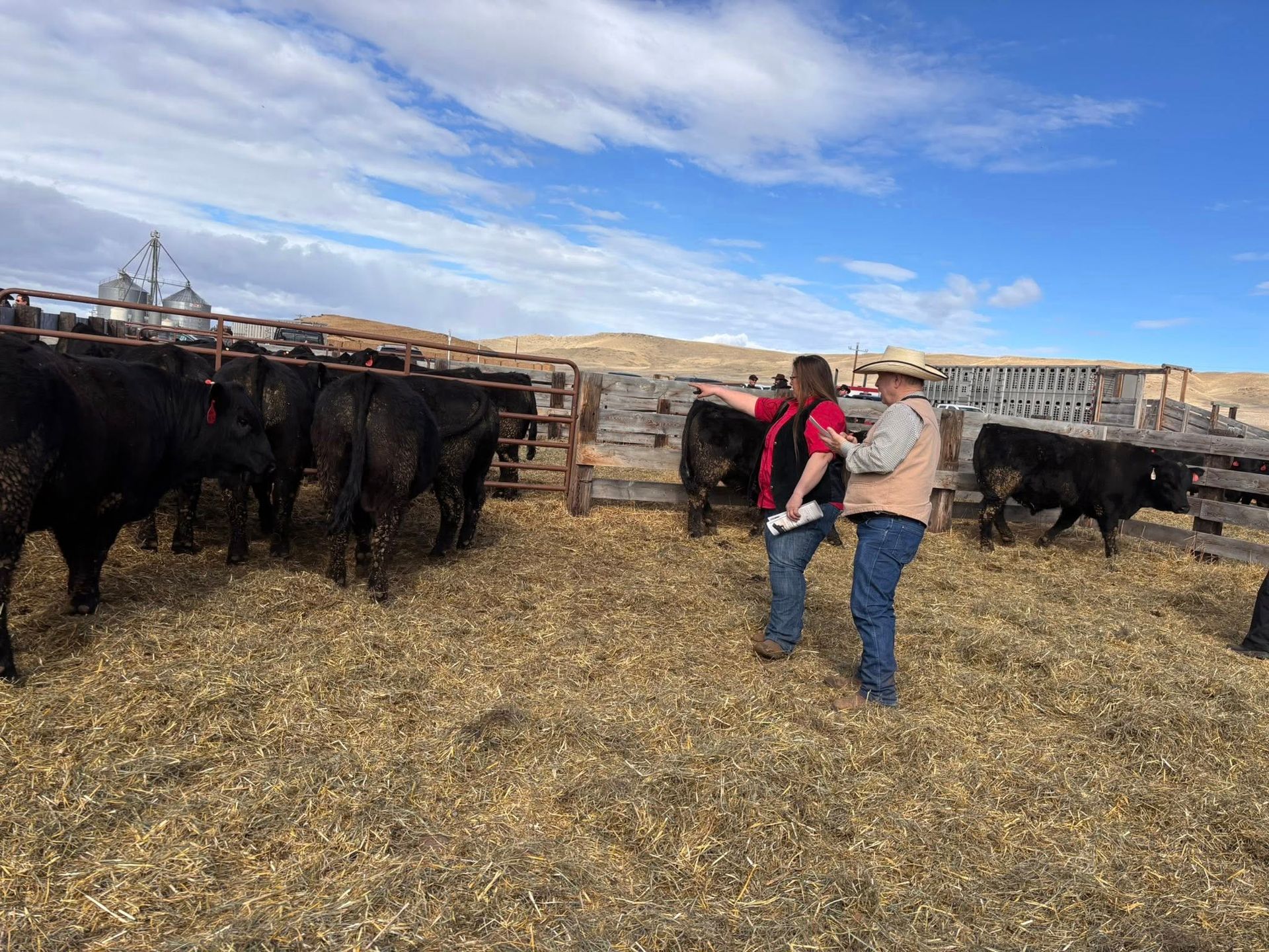 Two people examining black cattle in a pen on a ranch, under a blue sky.