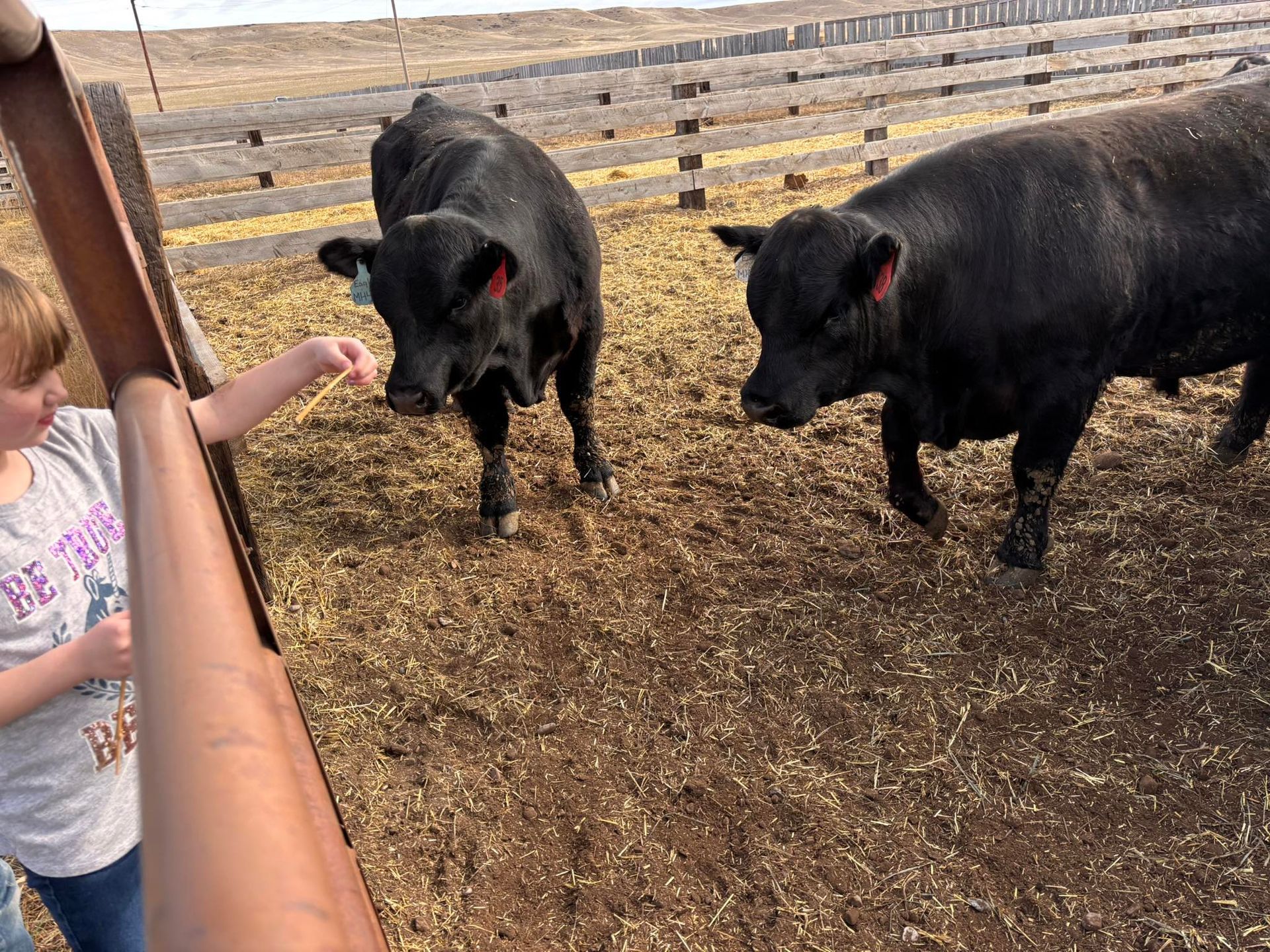 A child feeds two black cows hay from a wooden pen on a sunny day.
