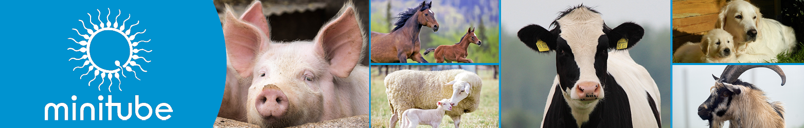 Minitube logo next to a pig, horses, sheep, cow, dogs, and a goat.