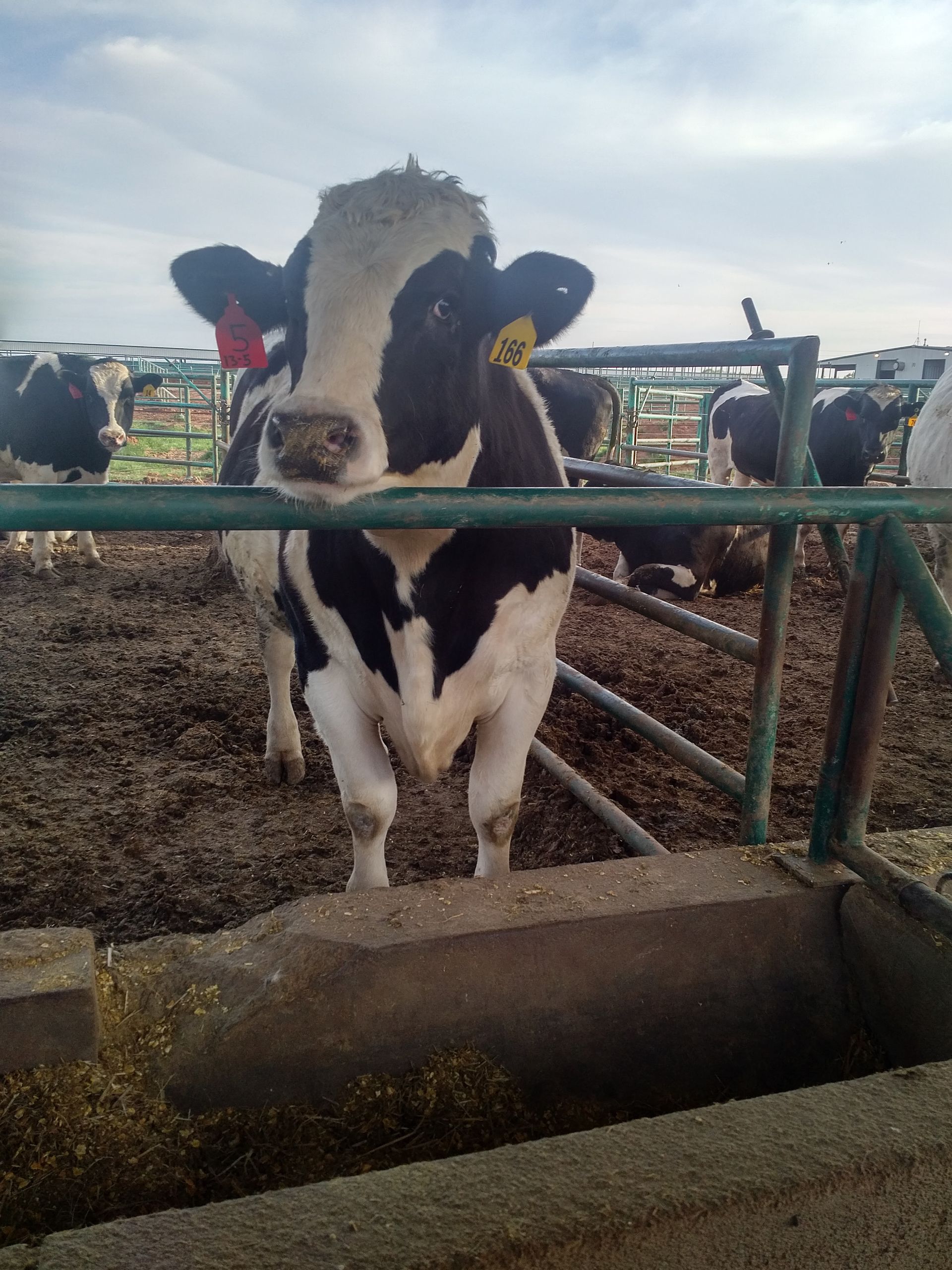 Black and white cow with ear tags, looking at the camera, standing in a pen with other cows.