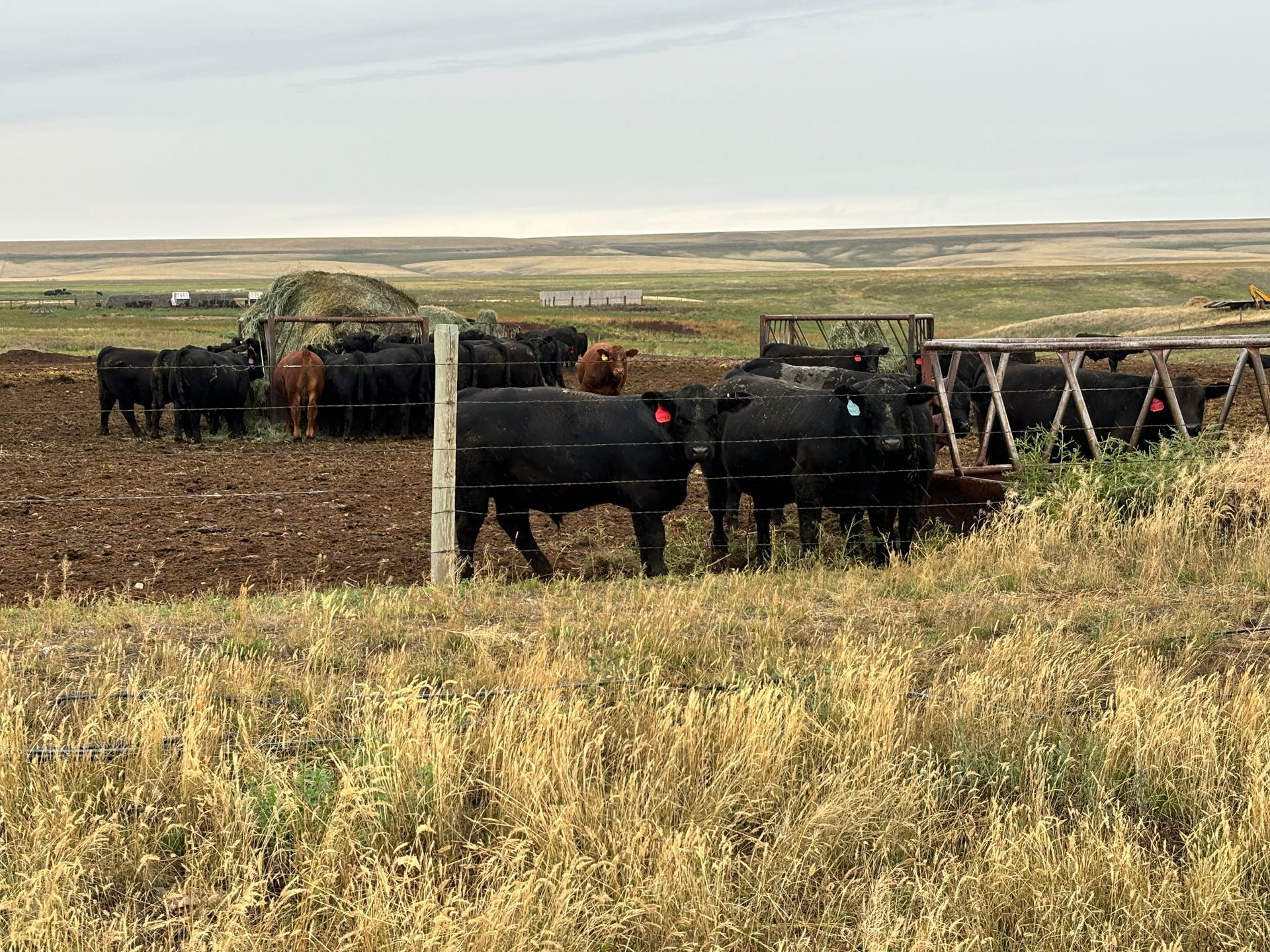 Cattle feeding in a fenced pen on a grassy plain. Mostly black cows, some brown, eating hay.