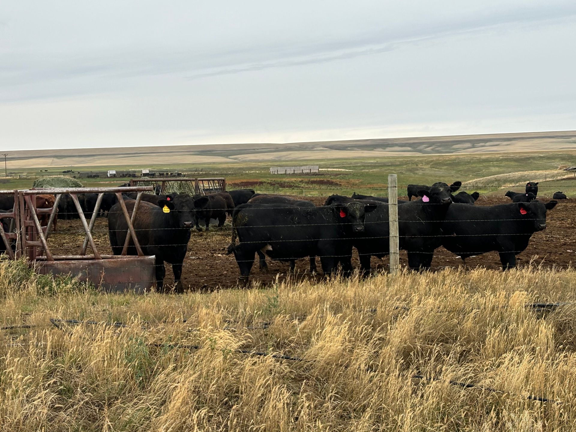 Black cattle in a grassy field near a metal feeder and fence under a cloudy sky.
