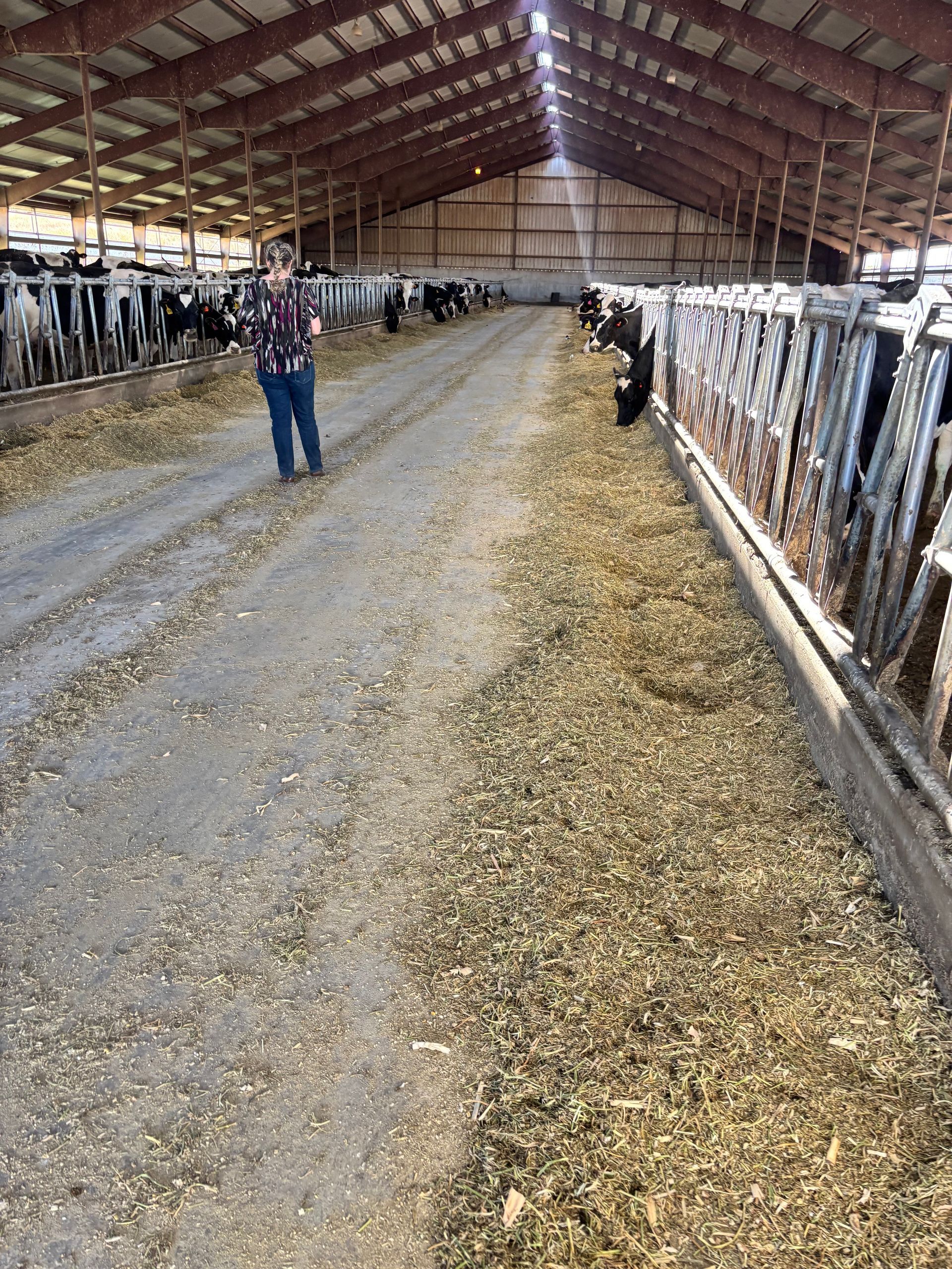 Person standing in a barn with cows, looking at feed.
