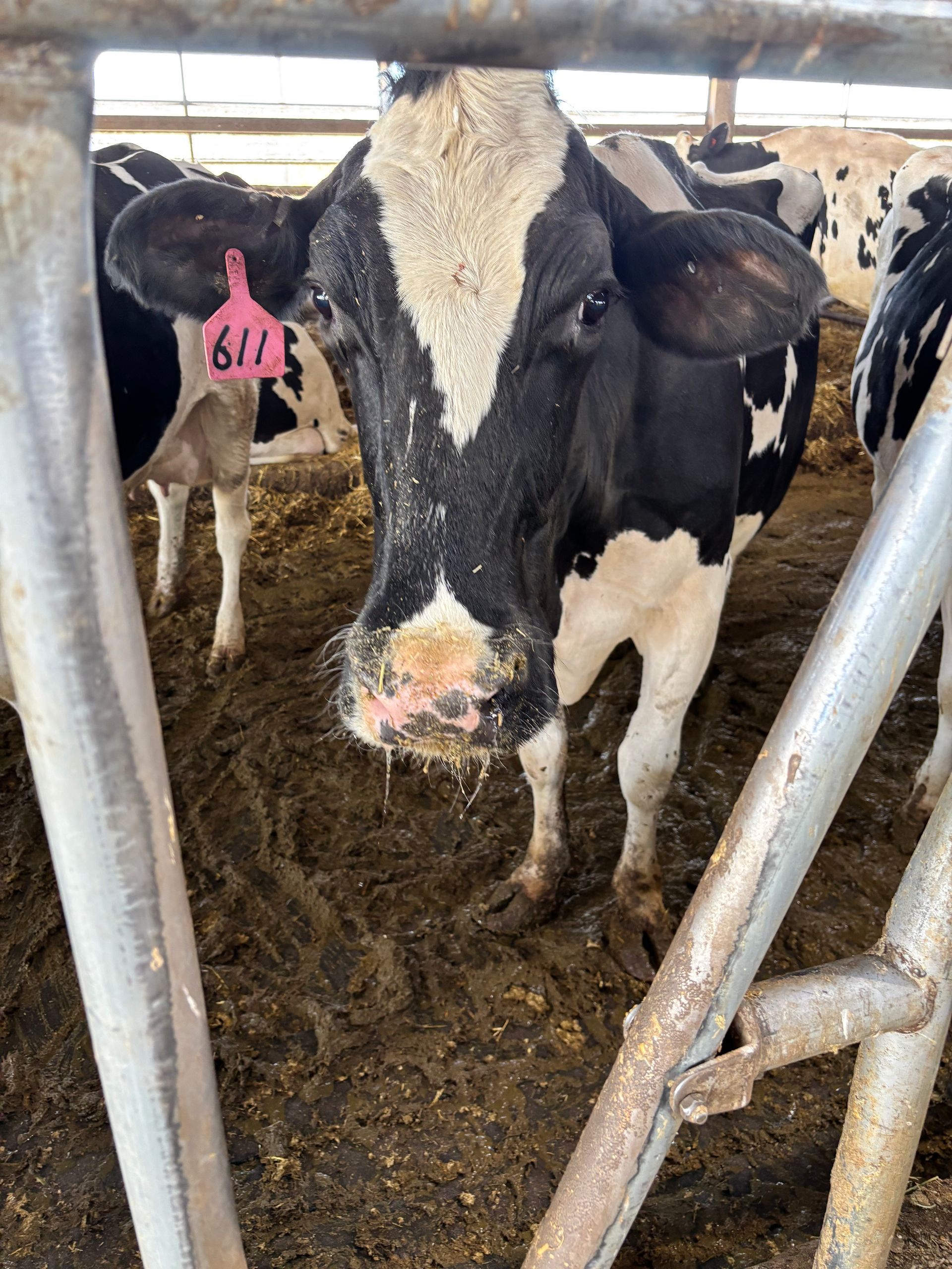Black and white cow with pink ear tag stands in barn. Brown mud visible.