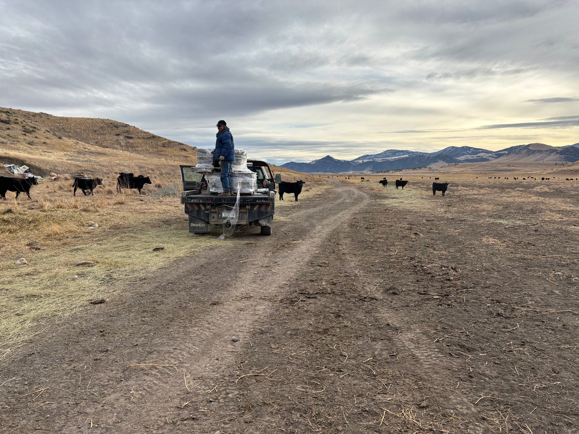 Person in a pickup truck surrounded by cattle on a dirt path in a rural landscape with mountains and cloudy skies.
