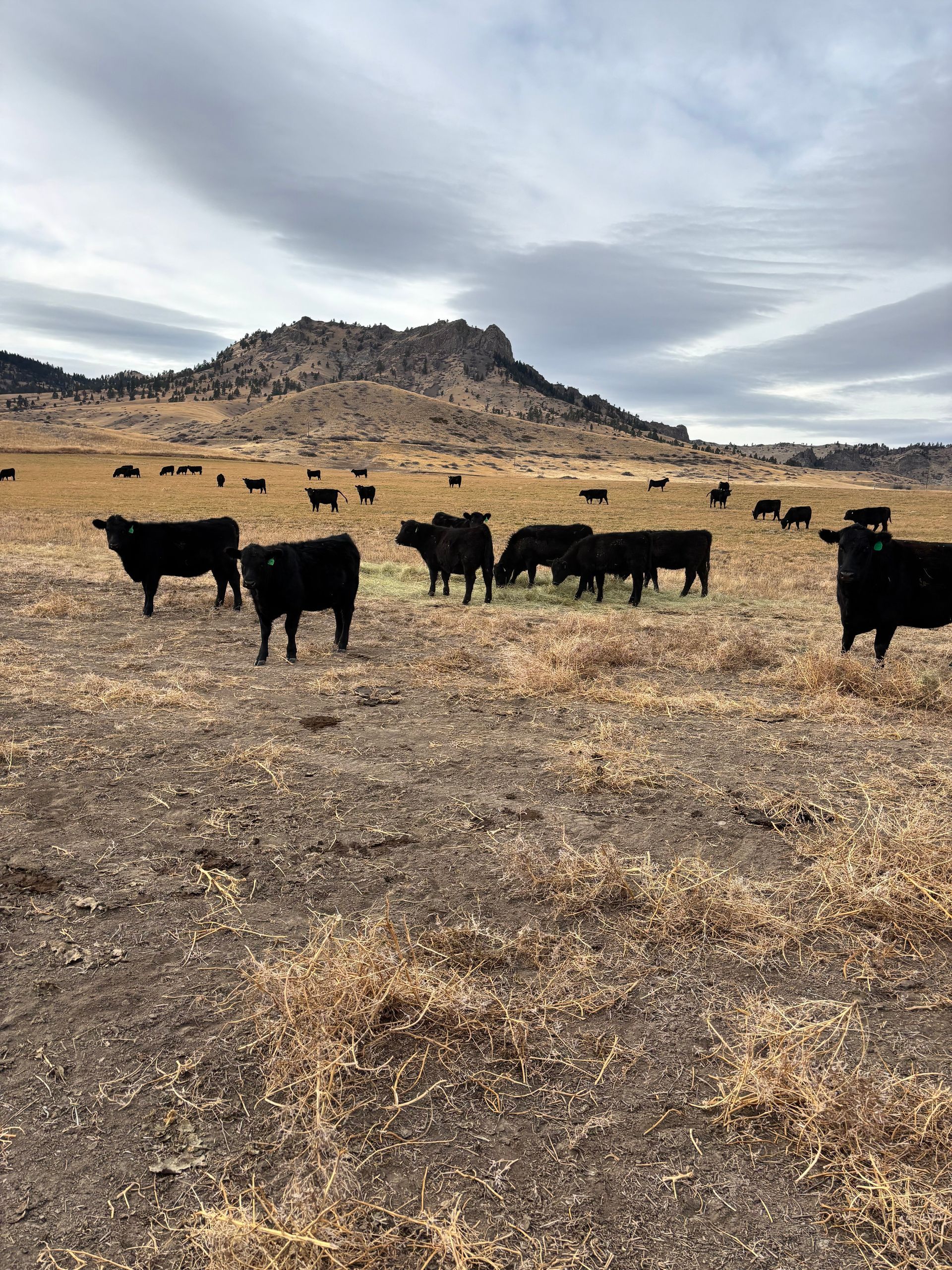 Black cows graze in a dry field under a cloudy sky, a rocky hill in the background.