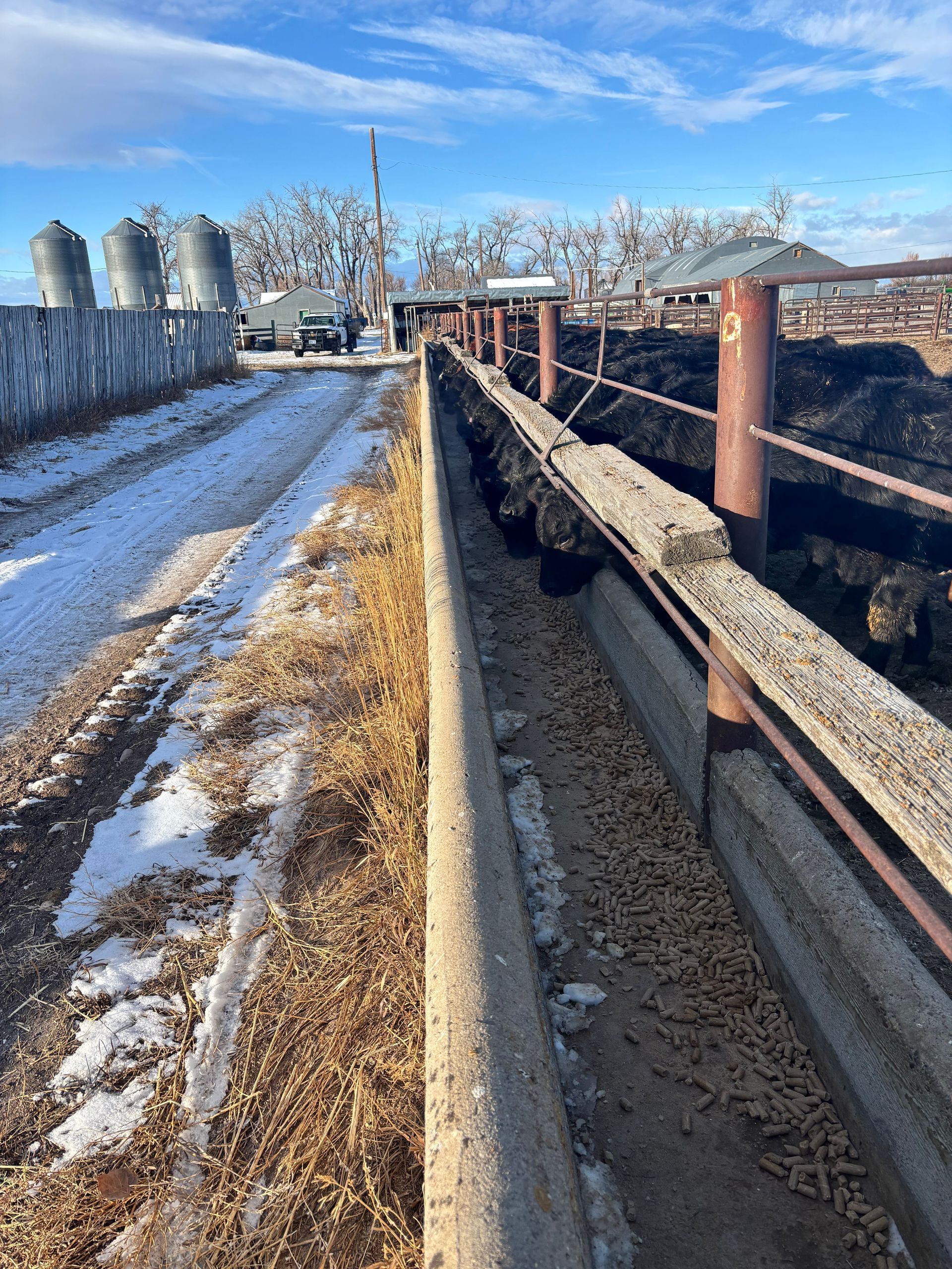 A long, concrete cattle feeding trough on a farm, with snow and sky in the background.