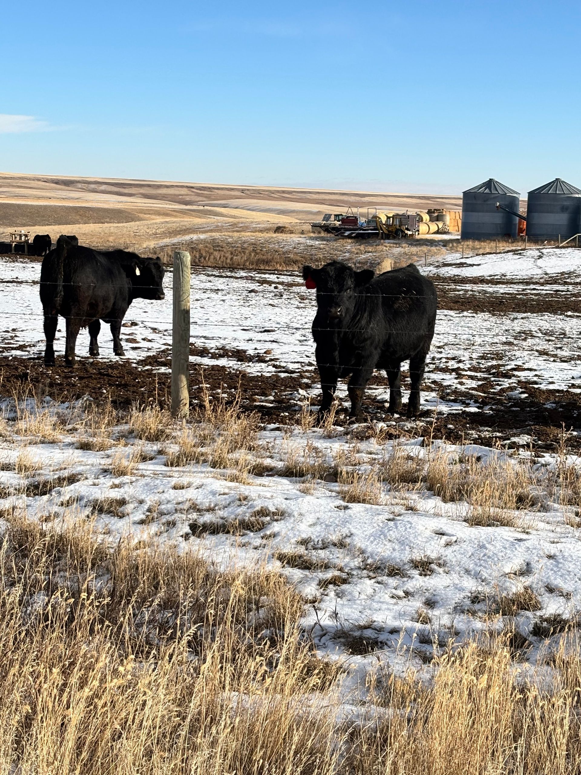 Two black cows in a snowy field, looking towards the camera. Grain silos and a blue sky in the background.