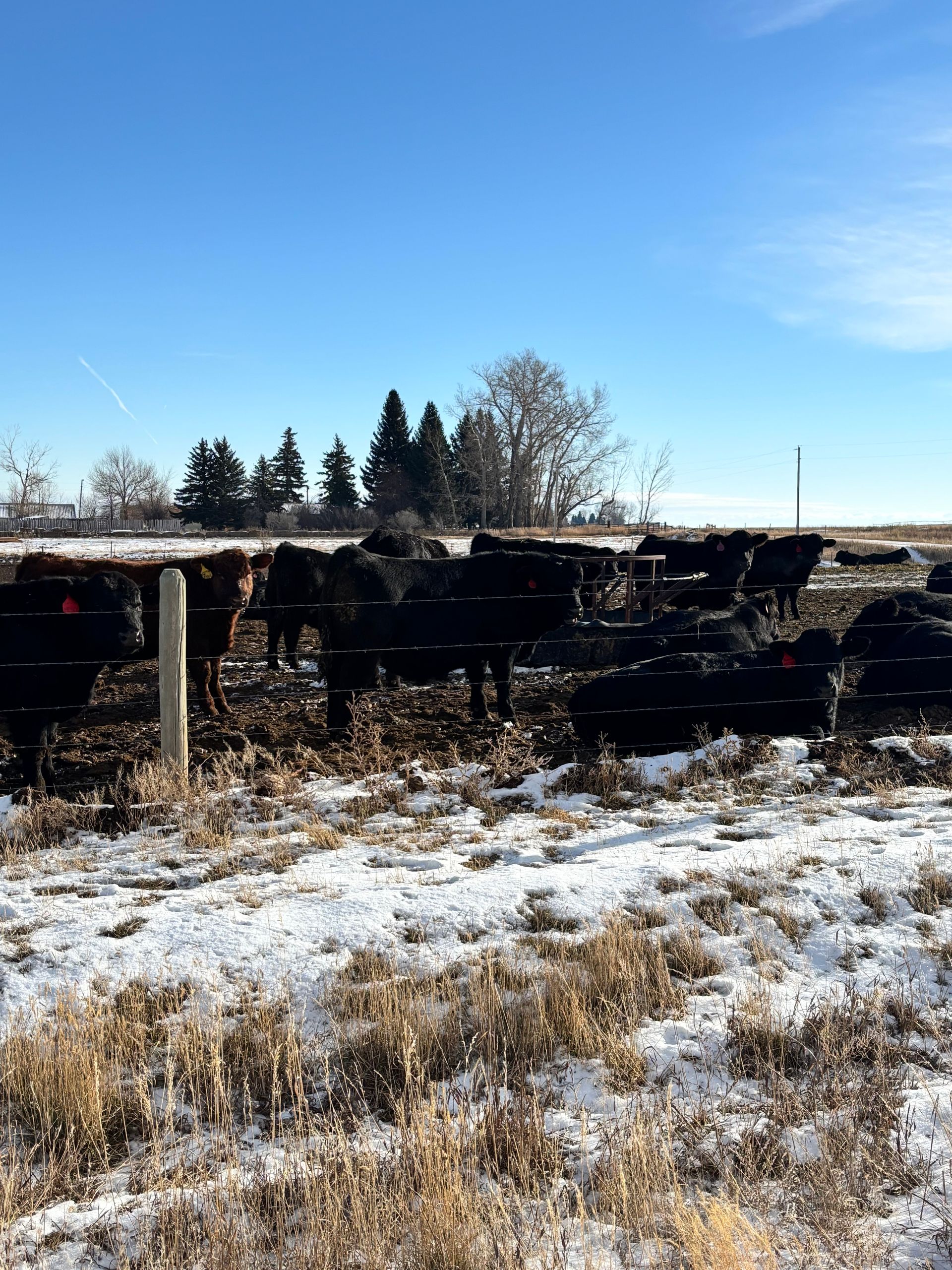 Cattle herd in a snowy field under a blue sky.