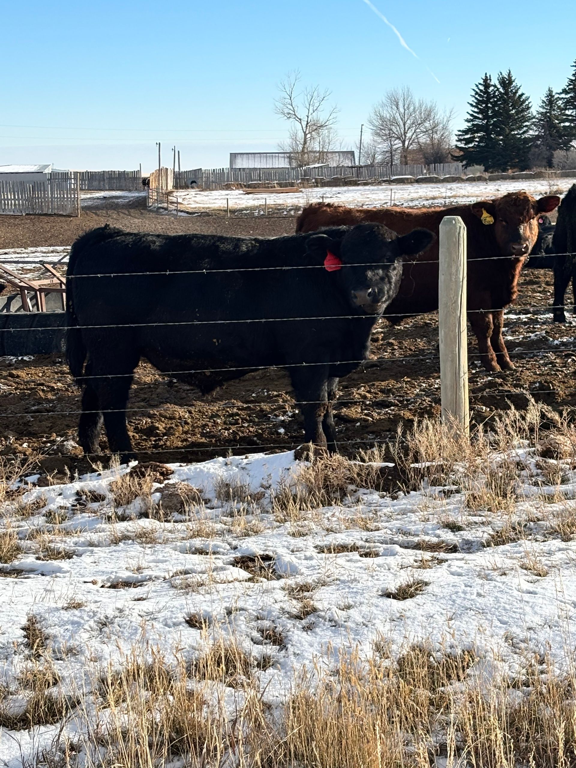 Black cow with a red ear tag standing in a snowy field, brown cow in the background.
