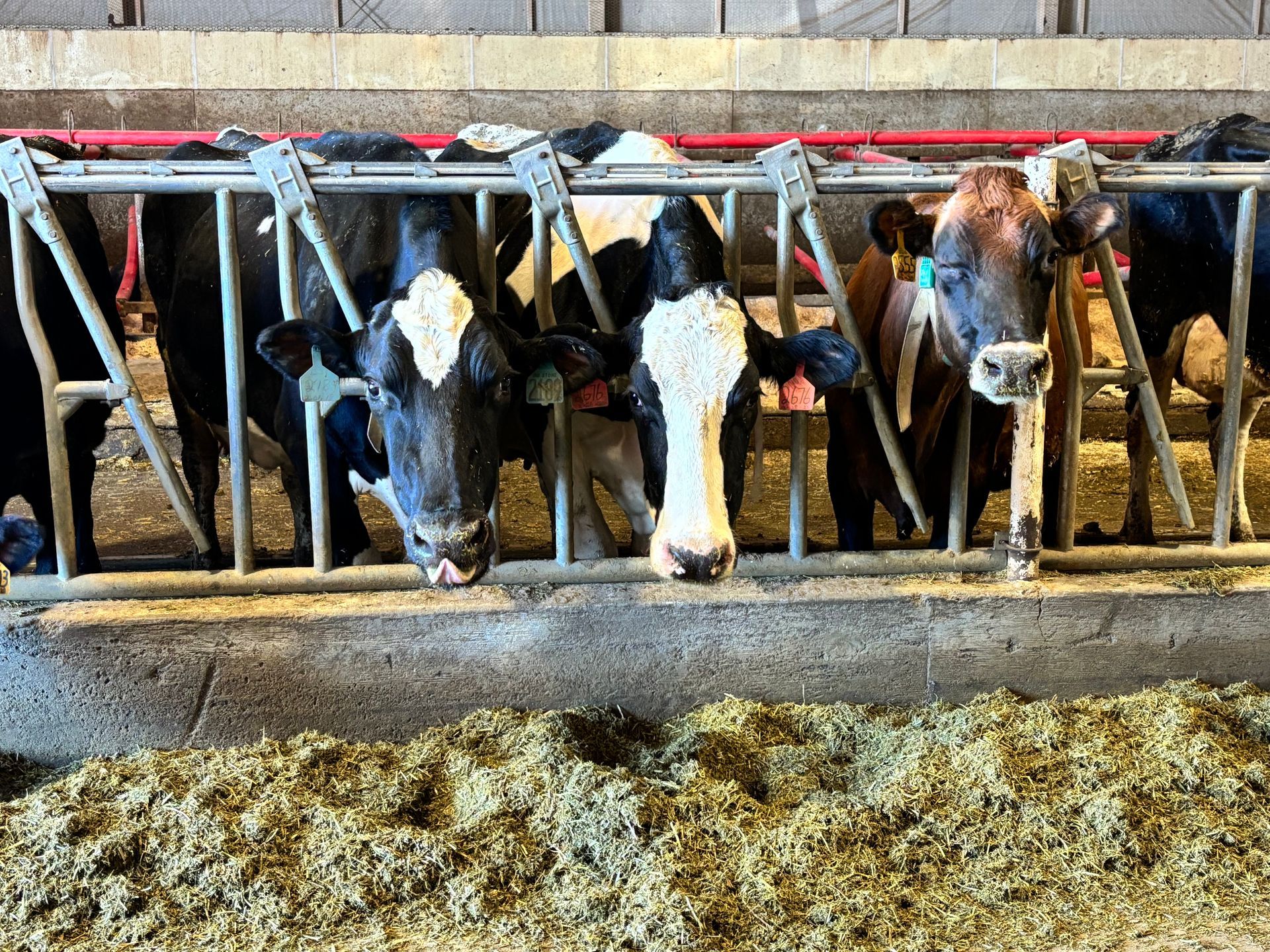 Cows eating from a trough in a barn, with heads sticking through metal bars.