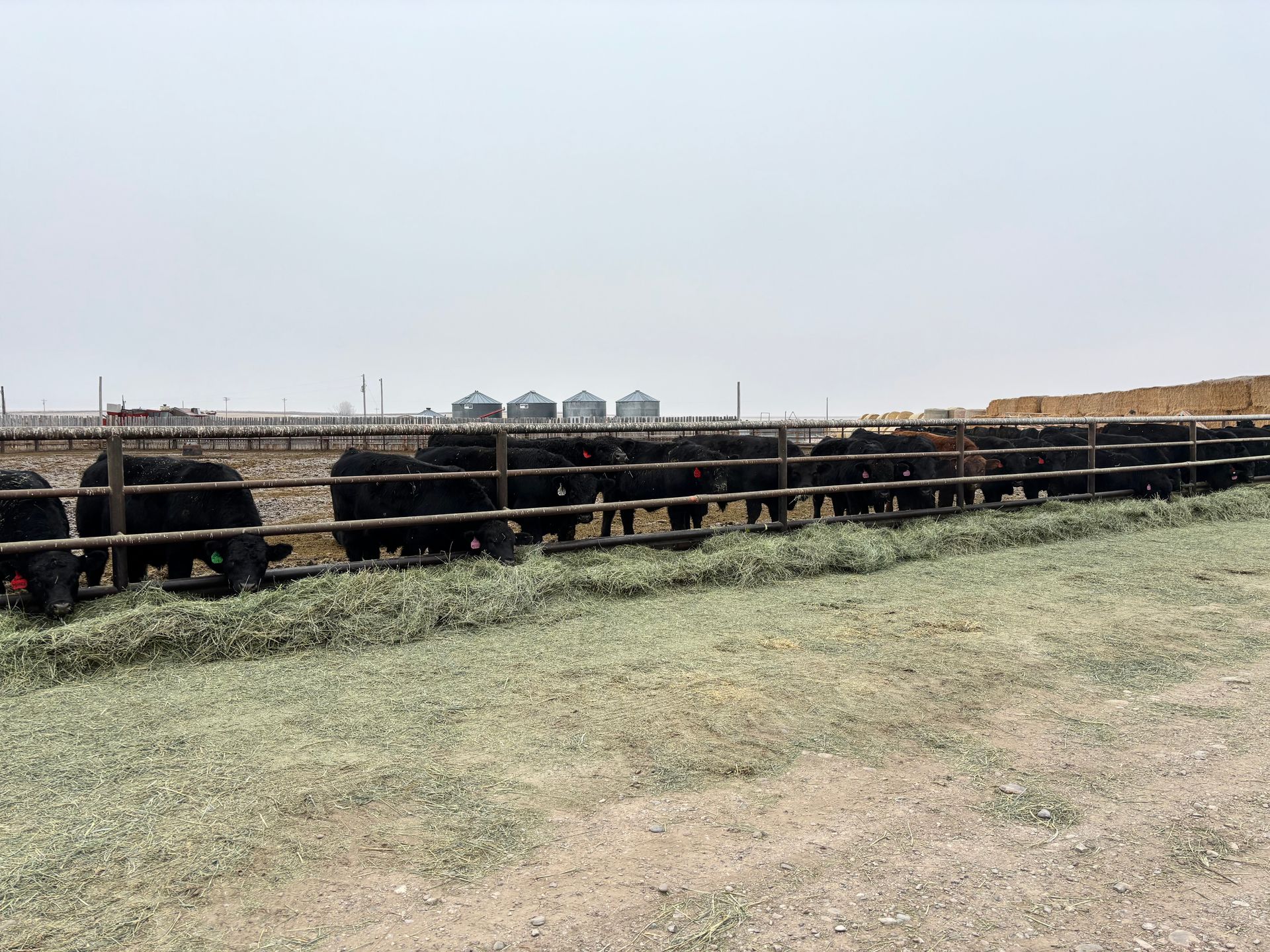 Black cattle eating grass behind a wooden fence in a rural pasture. Silos in background.