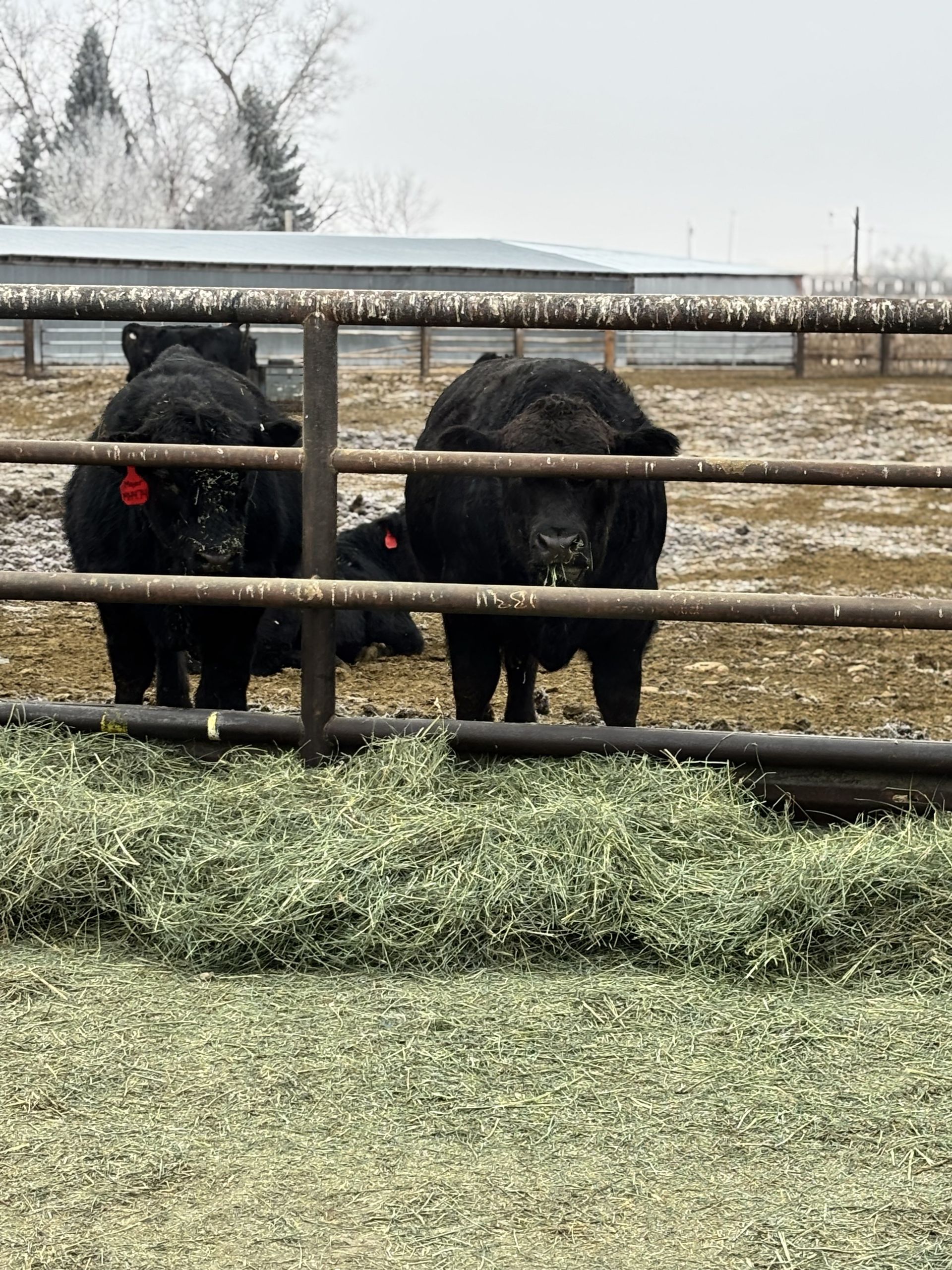Two black Angus bulls behind a metal fence, munching on hay in a snowy pasture.
