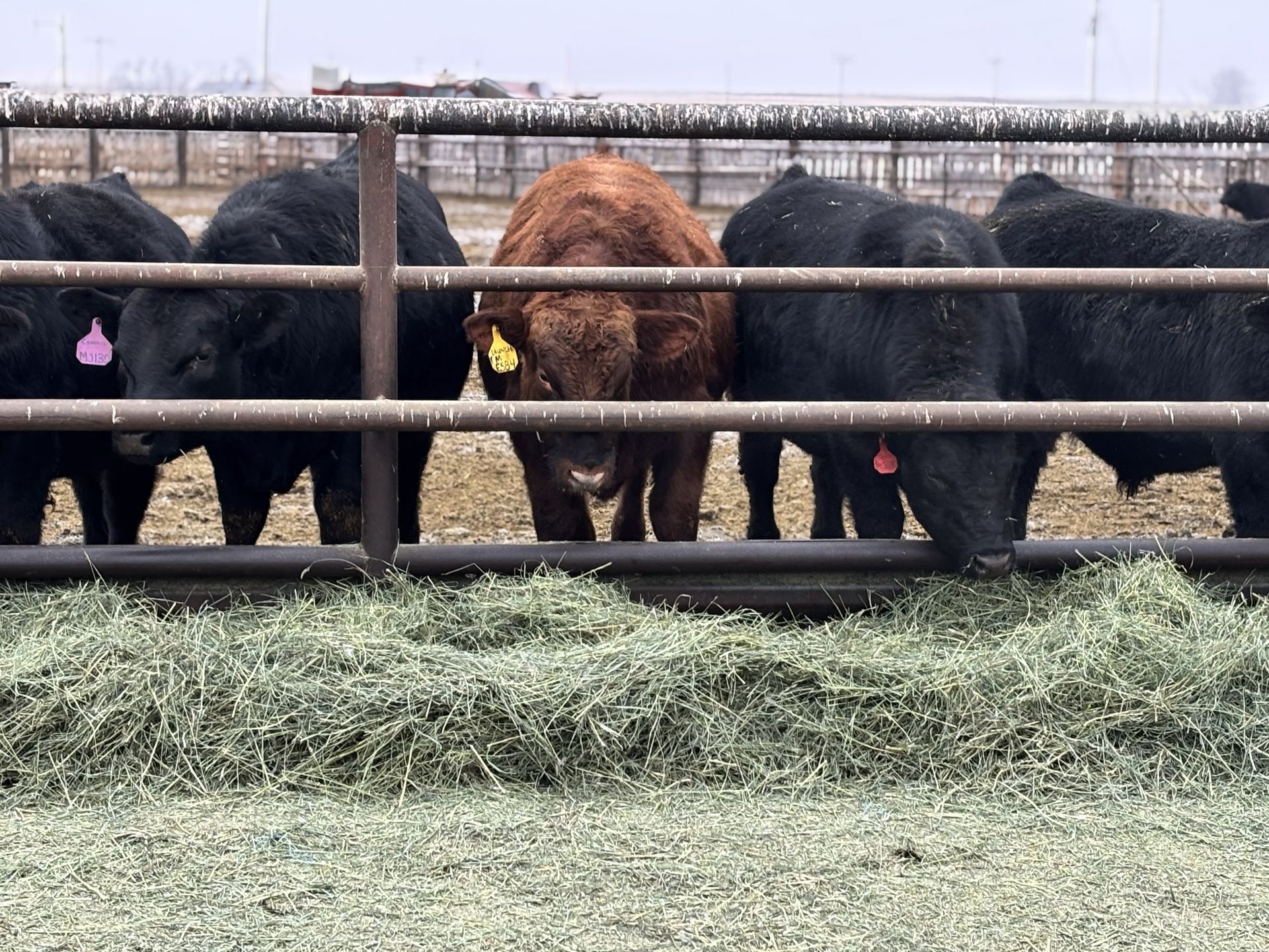 Cattle eating hay behind a metal fence. One brown cow stands between four black cows in a farm setting.