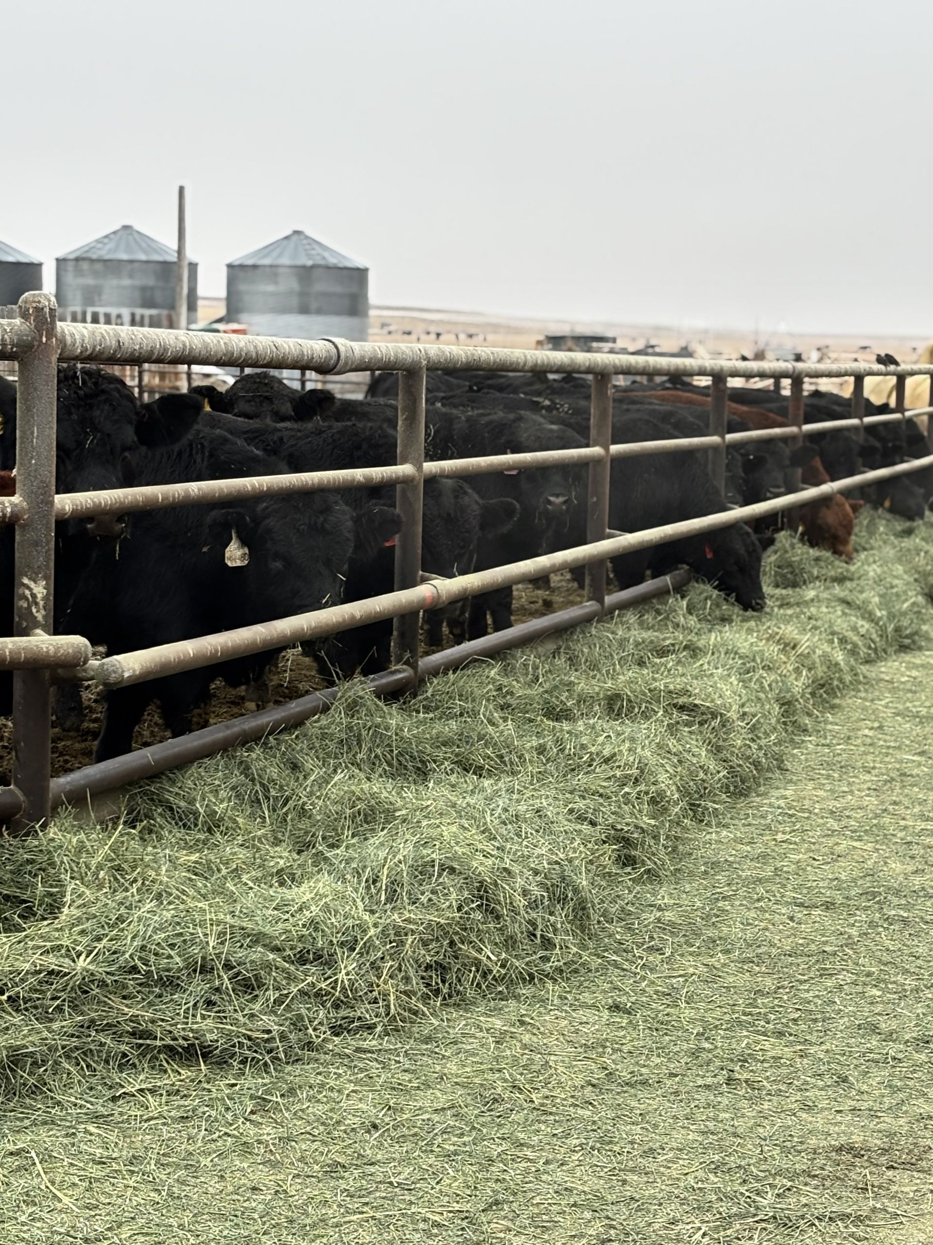 Cattle feeding on hay behind a metal fence in a rural setting with grain silos.