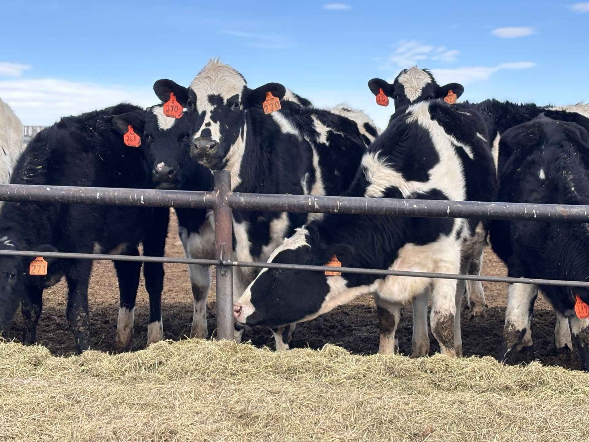 Cows with black and white markings eating hay behind a metal fence under a blue sky.