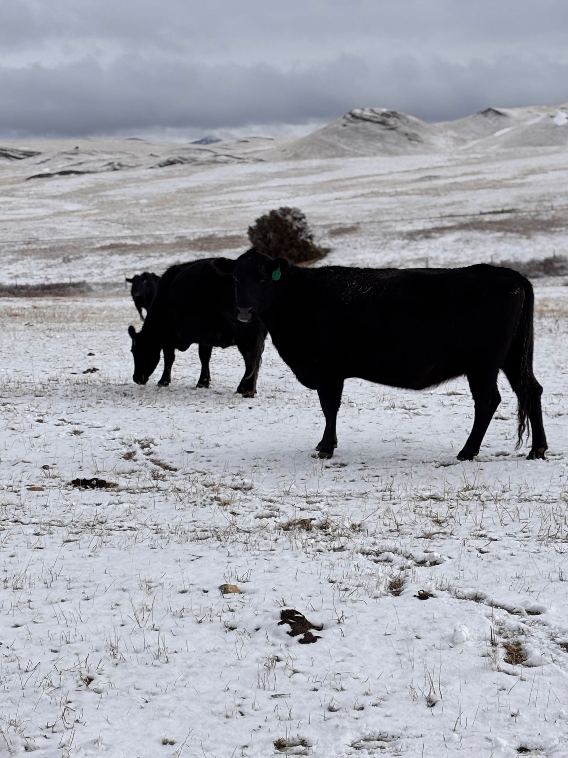 Two black cows grazing in a snow-covered field with a distant, overcast landscape.