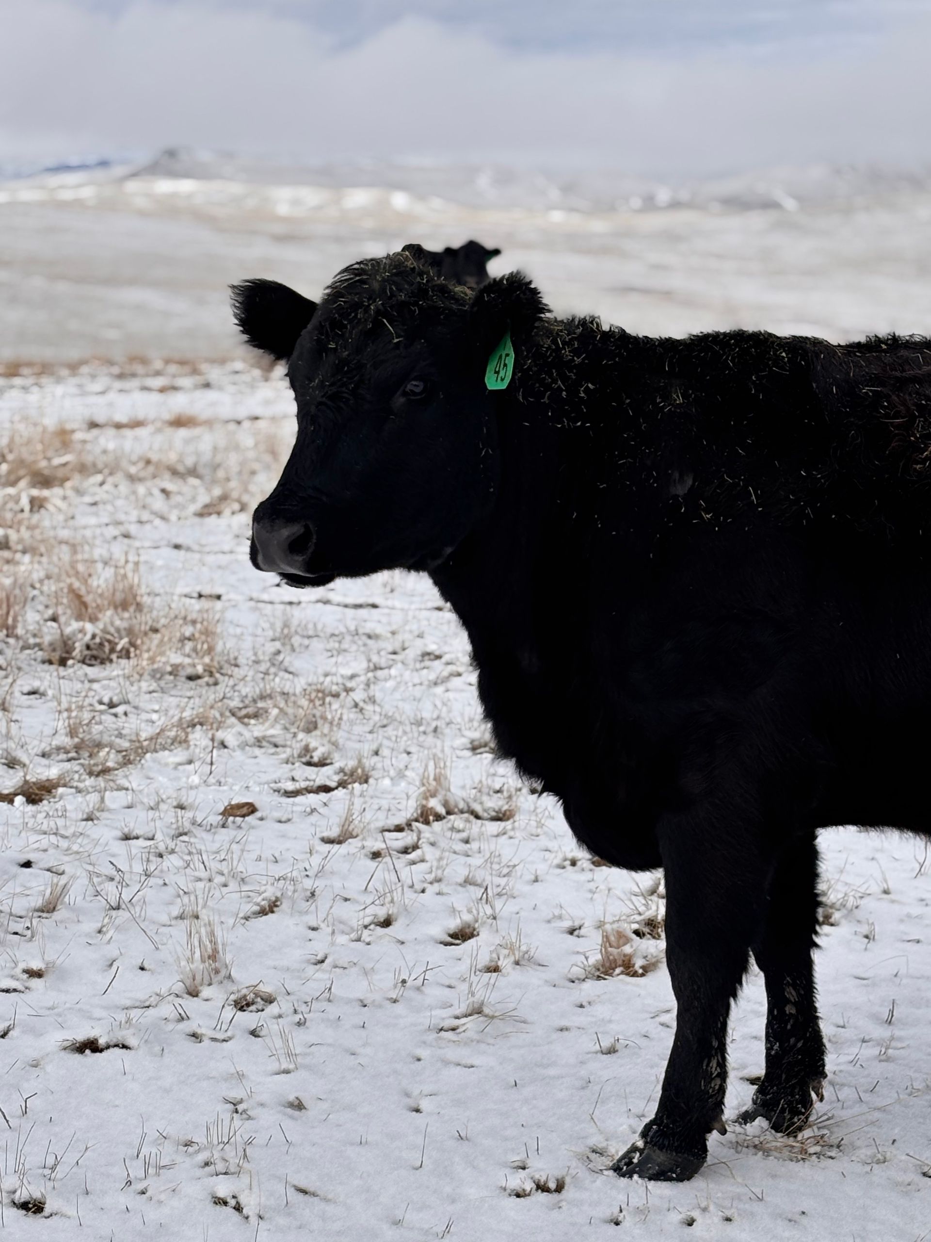 Black cow standing in snow-covered field with mountains in the background.