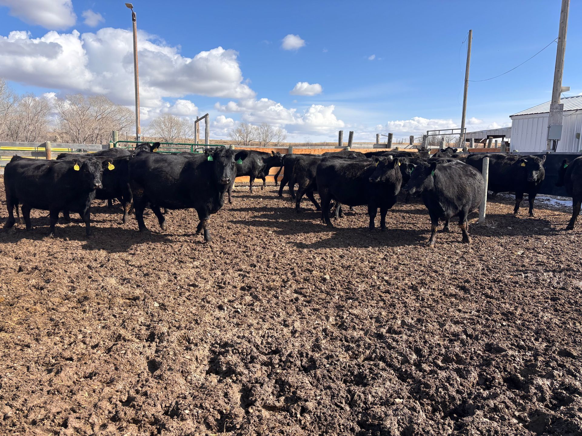 Black cattle herd standing in a muddy pen under a blue sky.