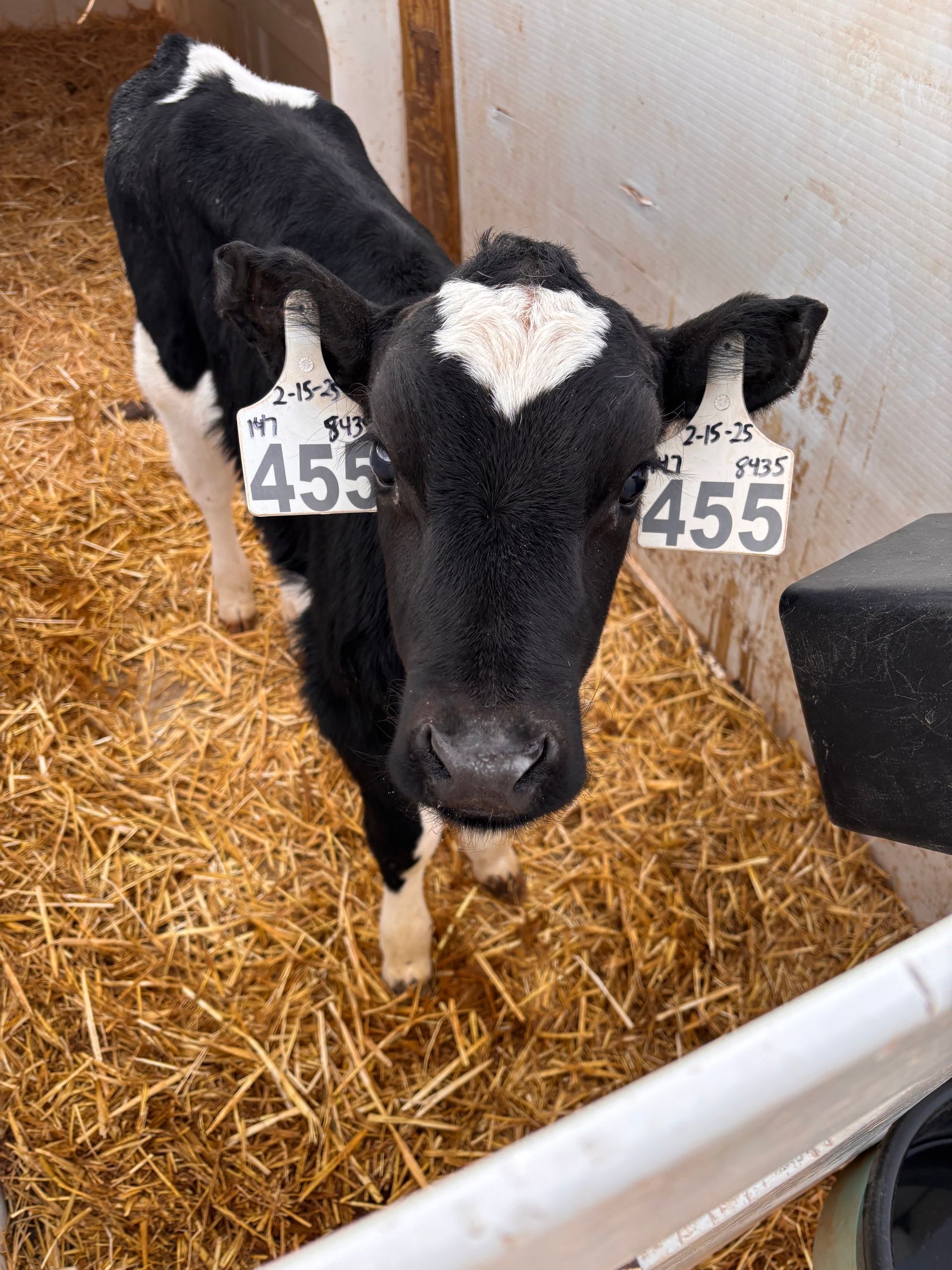 Black and white calf with heart-shaped marking on its head, in a straw-filled pen, wearing ear tags.