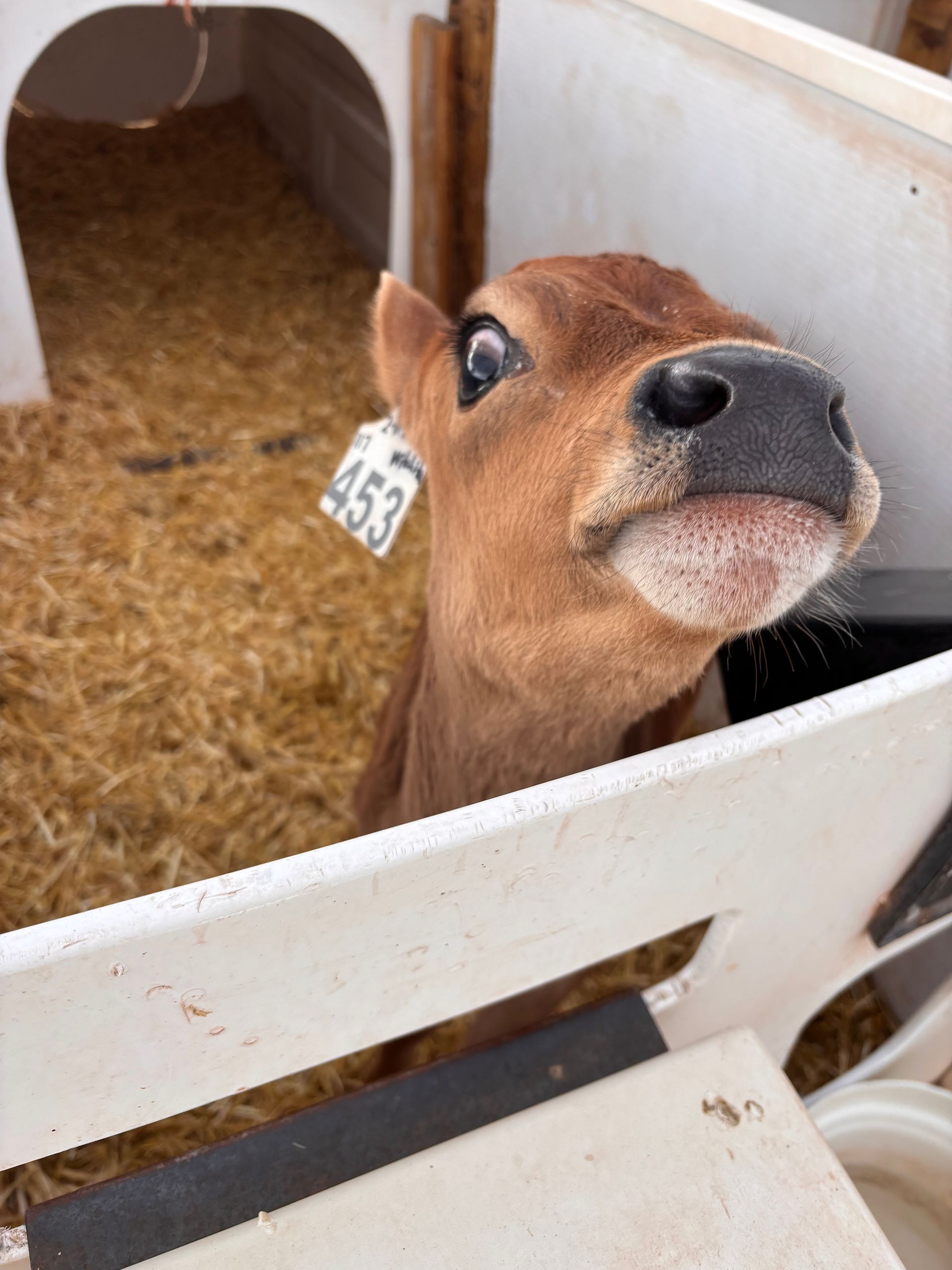 Brown calf with a surprised expression in a pen, wearing an ear tag.