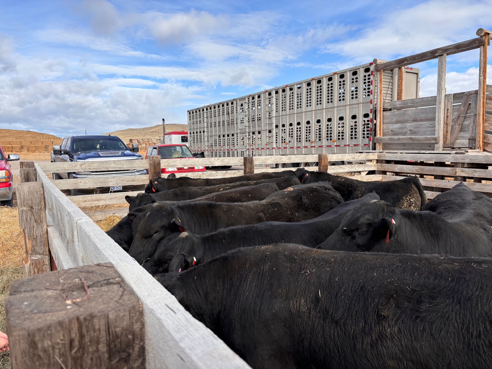 Black cattle packed in a wooden pen, ready to be loaded onto a cattle truck in a rural setting.