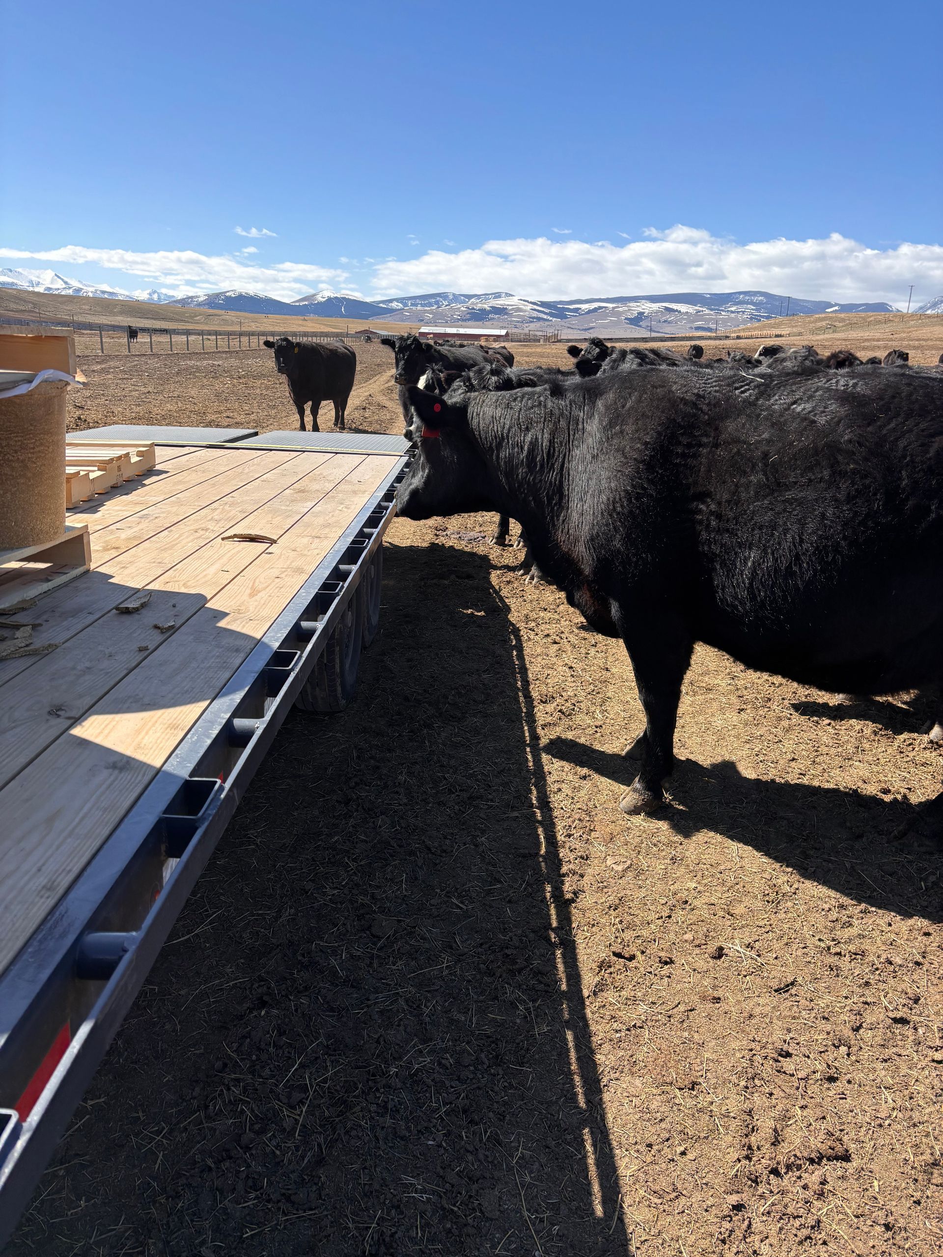Black cows eating from a trough in a field on a sunny day with mountains in the background.