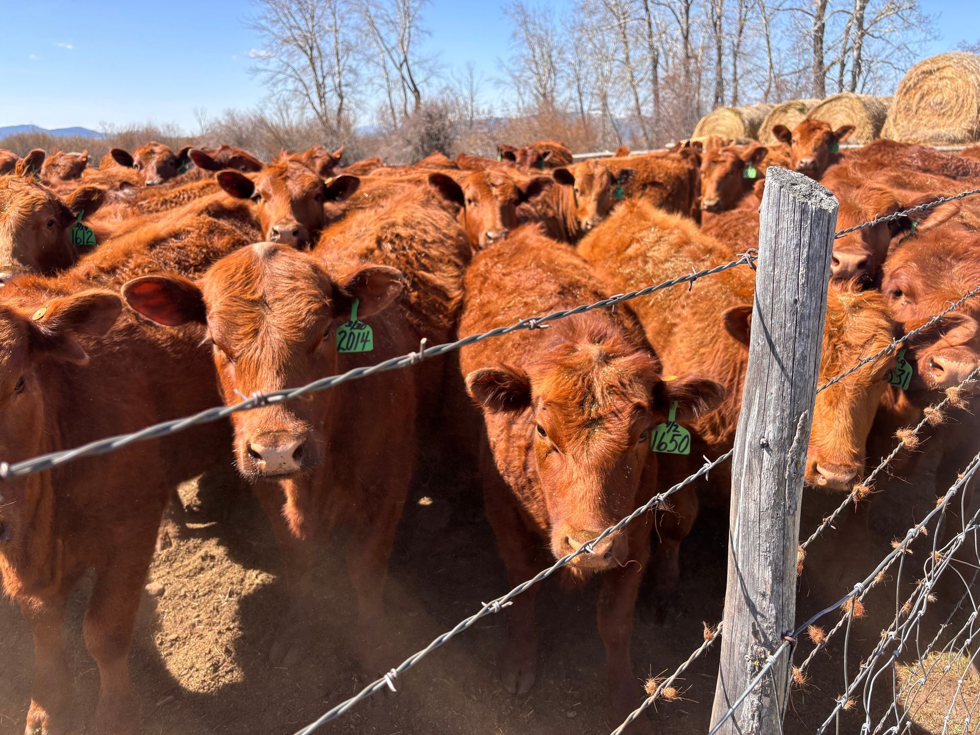 Cattle herd of reddish-brown cows behind a barbed wire fence on a sunny day.