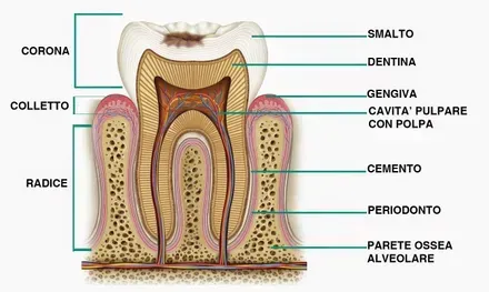 Sezione trasversale di un dente, etichettata con termini italiani. Mostra corona, colletto, radice, smalto, dentina, cavità pulpare, ecc.