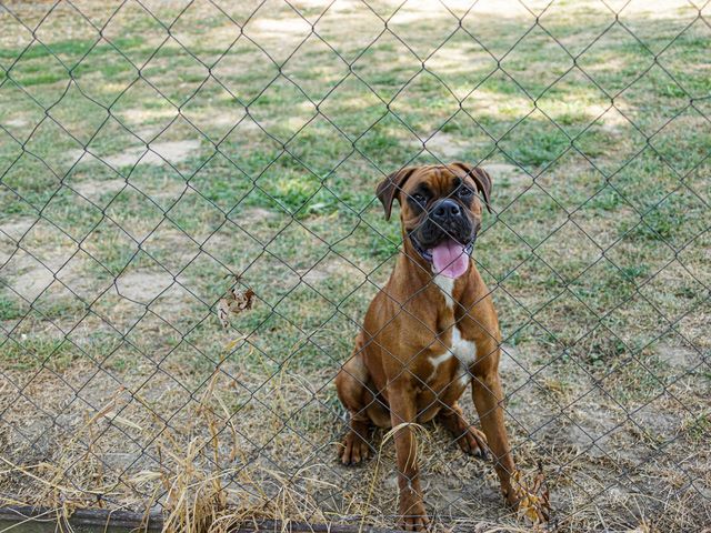 can a dog chew through a chain link fence