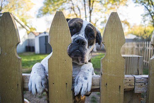 Dog Leaning on Wood Fence — Indianapolis, IN — Duke Fence Co., Inc.