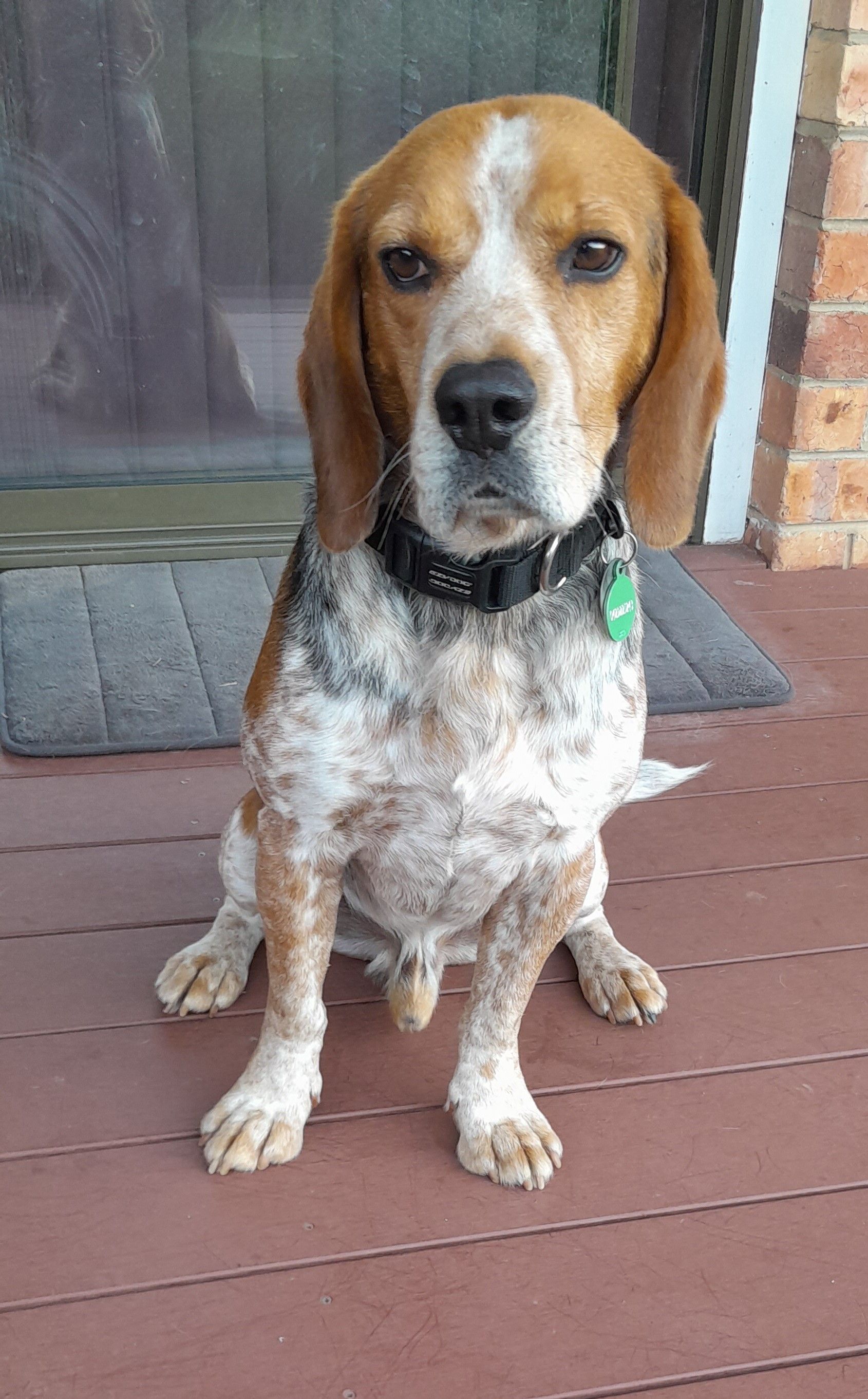 a brown and white beagle dog is sitting on a porch .