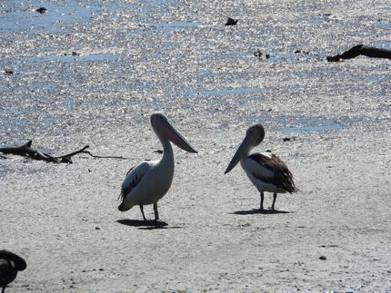 two pelicans are standing on the beach near the water .