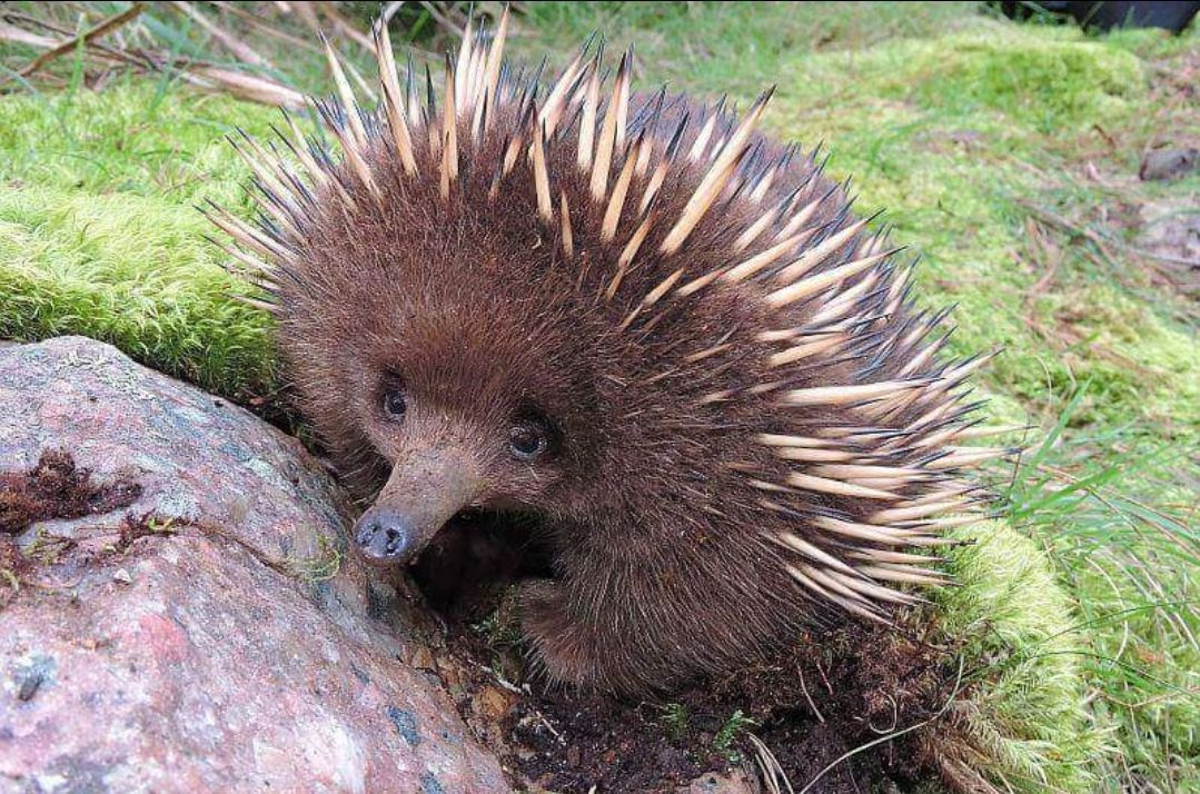echidna on a rock