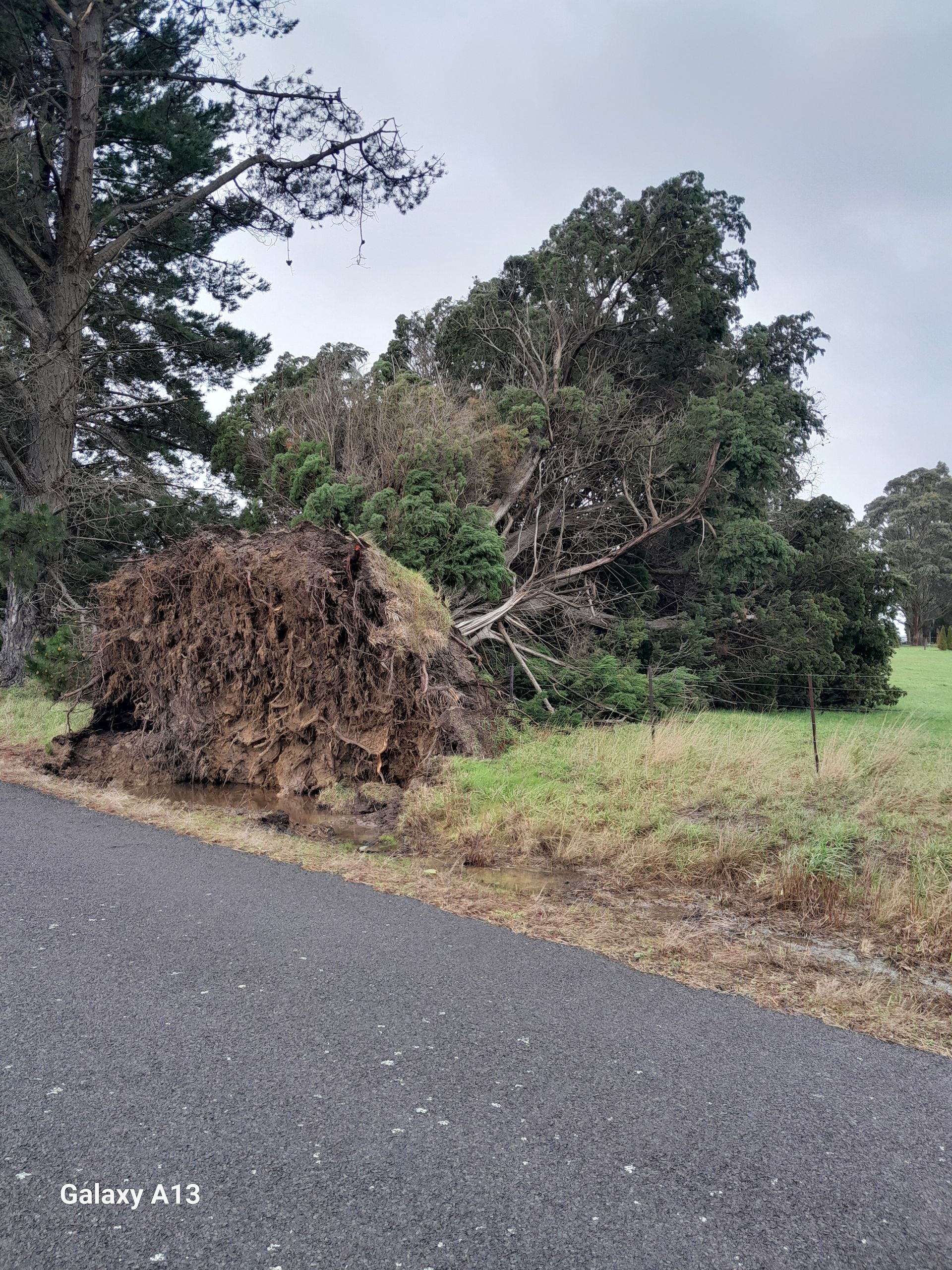 One of several trees down along our road