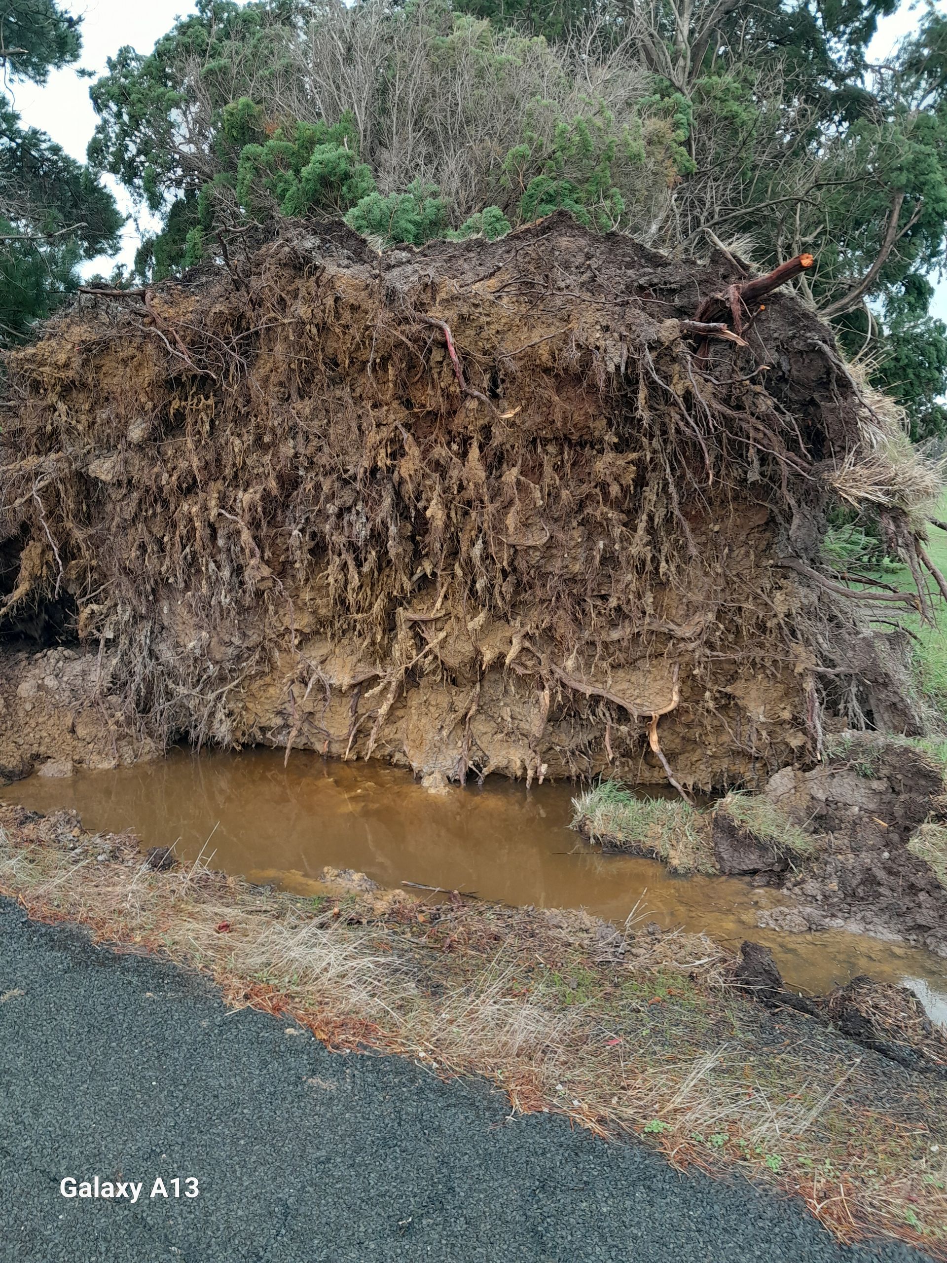 Heavy rains and wild winds have toppled trees, and caused widespread blackouts across the state.